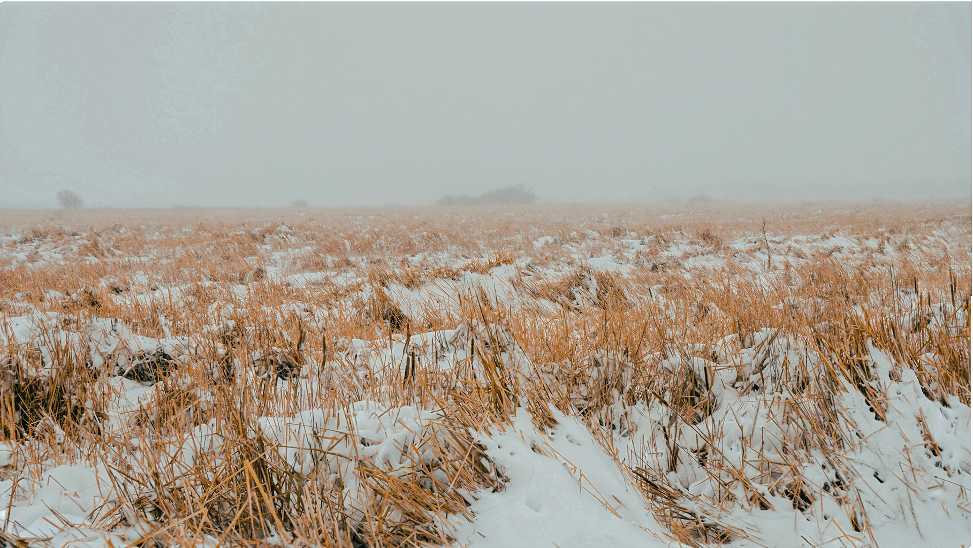 Through The Haze