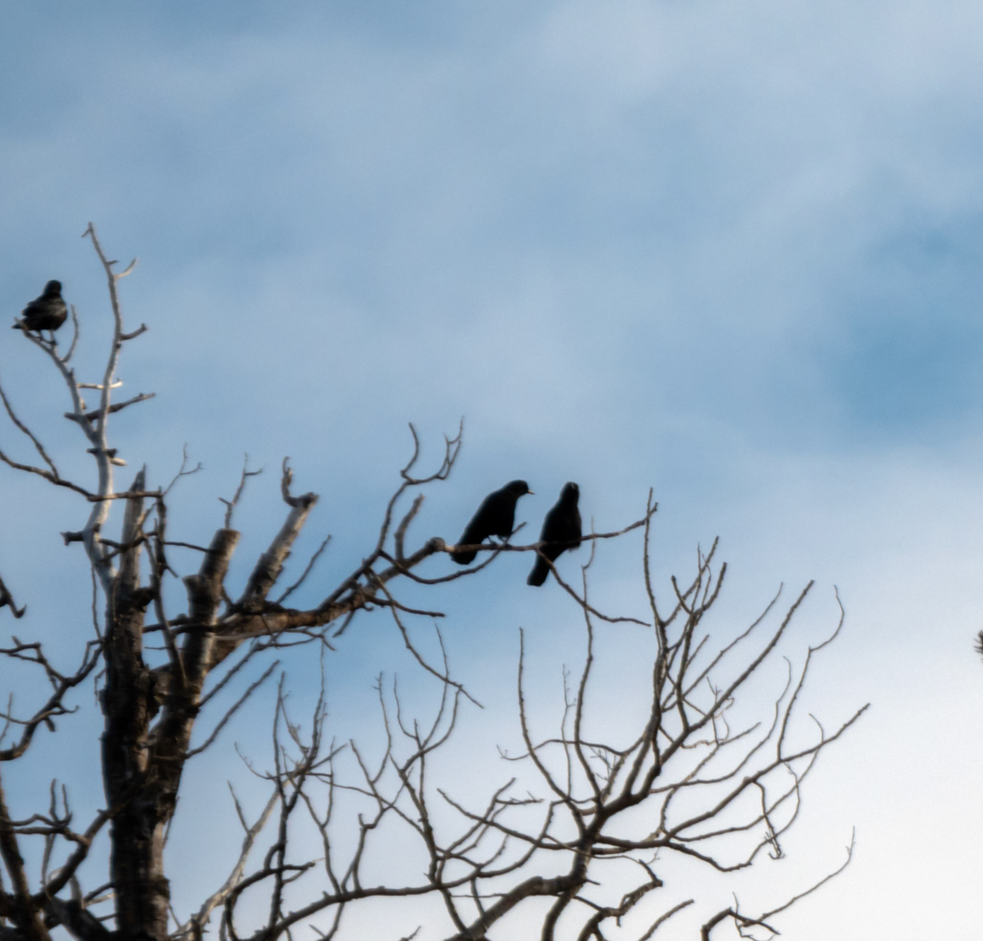 Crows on a Tree