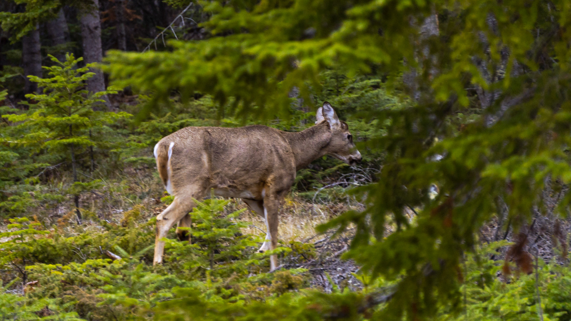 Doe in the Vibrant Green