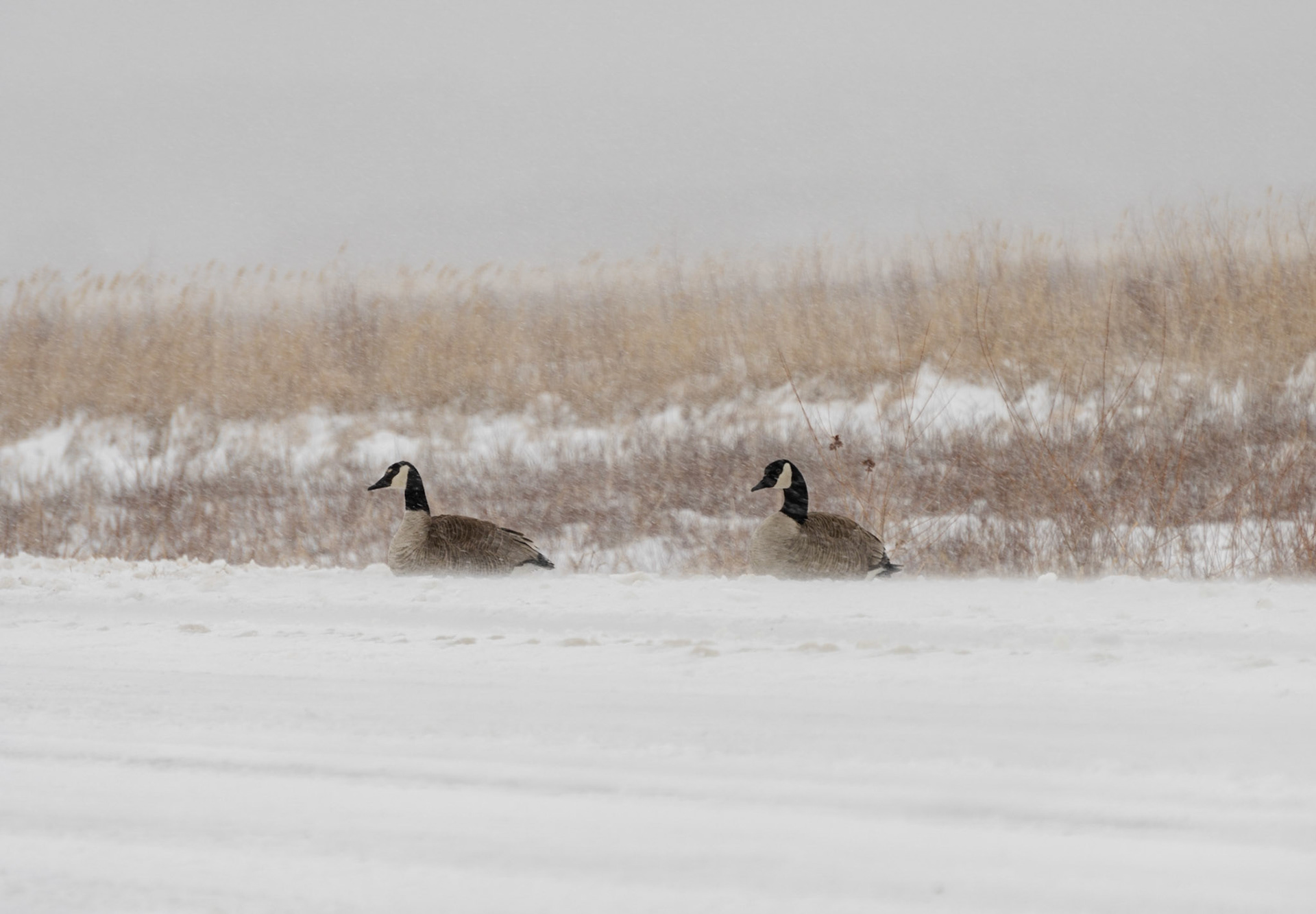 Geese In The Storm