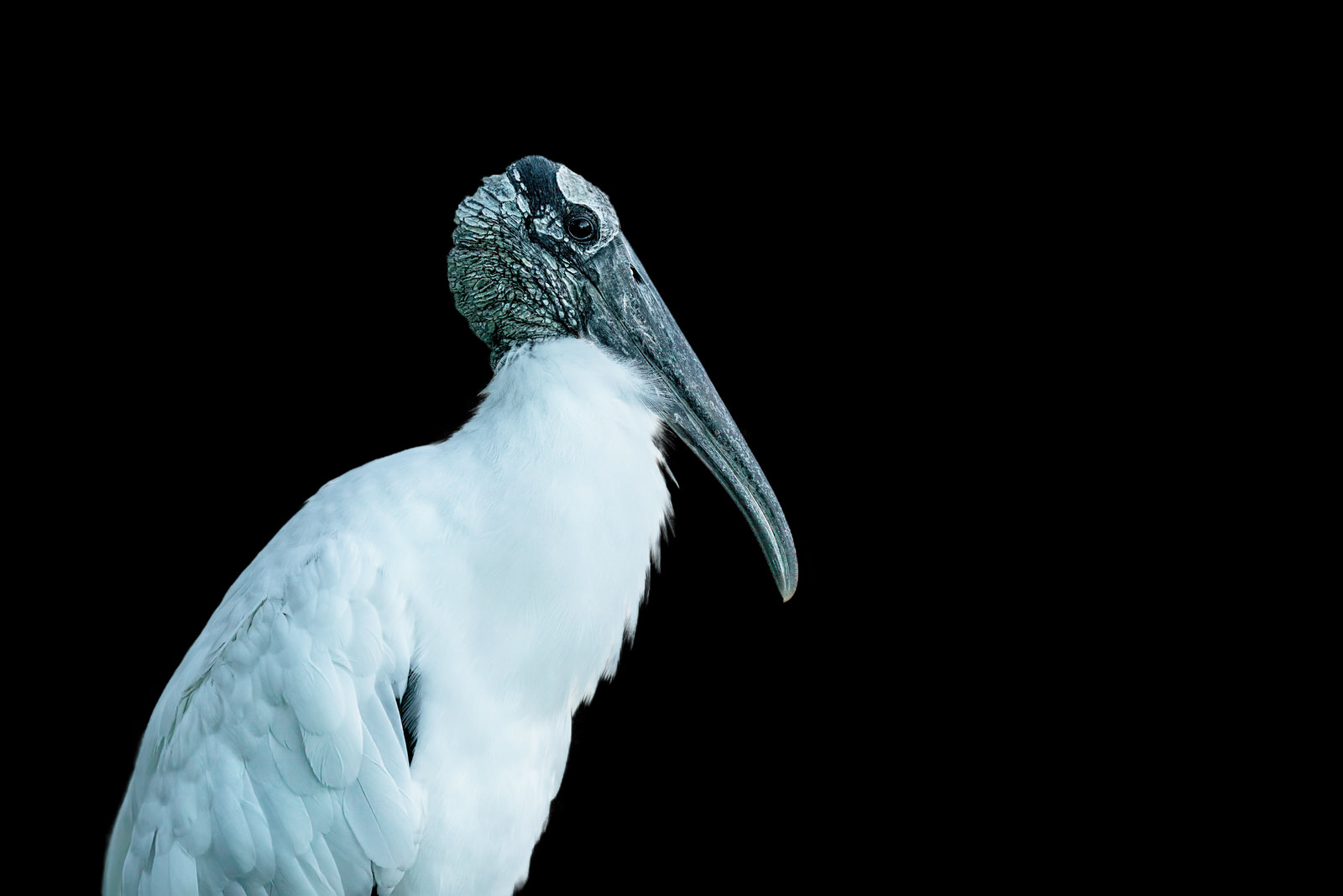 Wood Stork