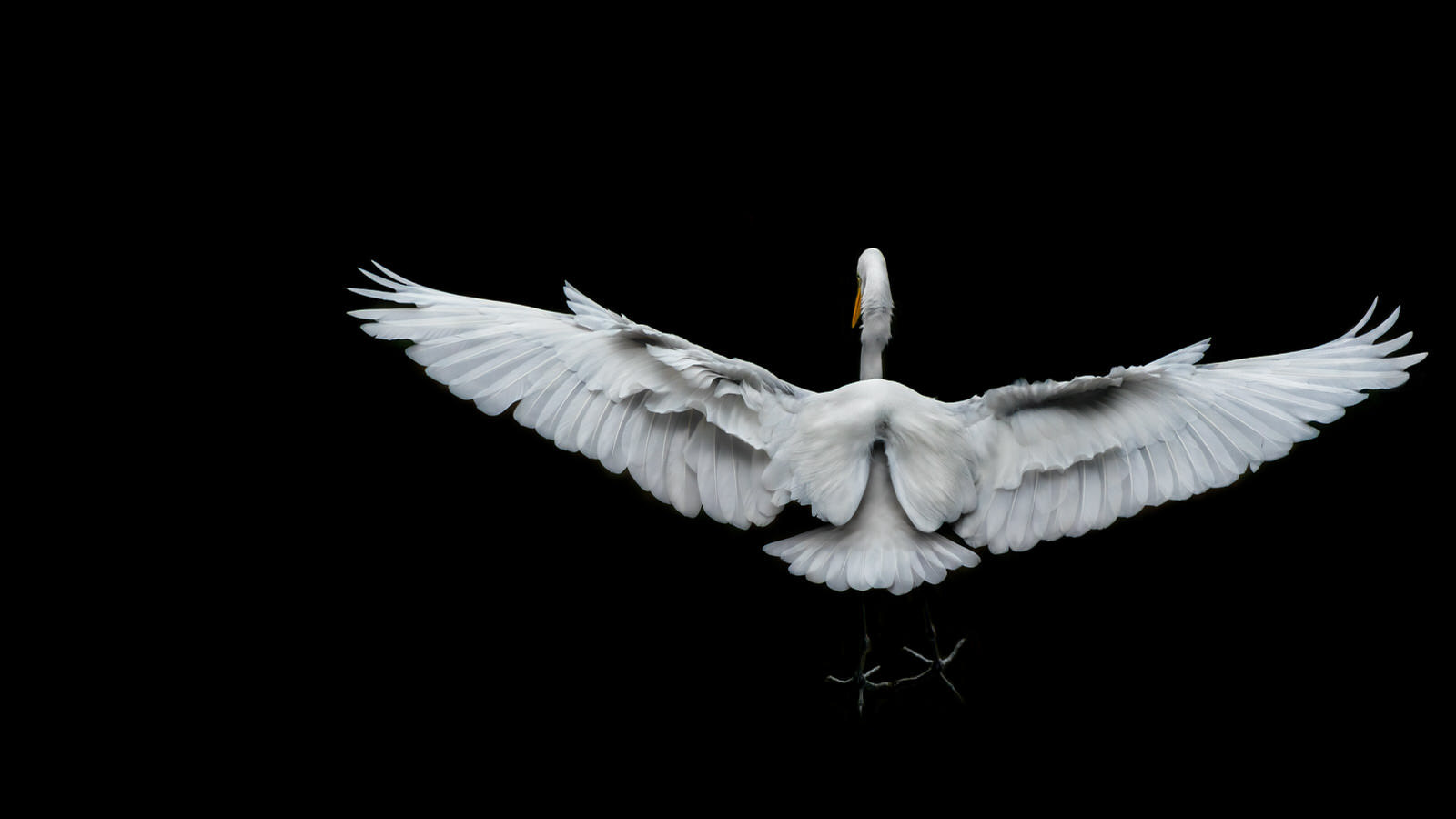 Great Egret