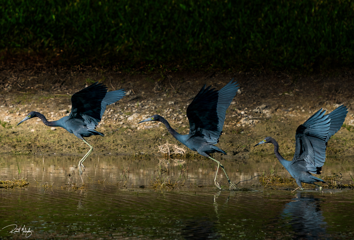Little Blue Heron