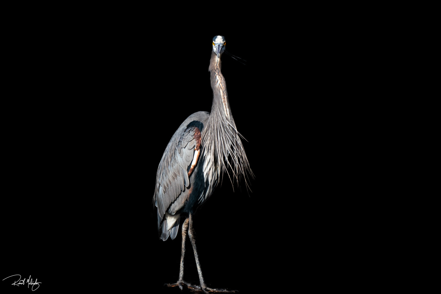 Great Blue Heron