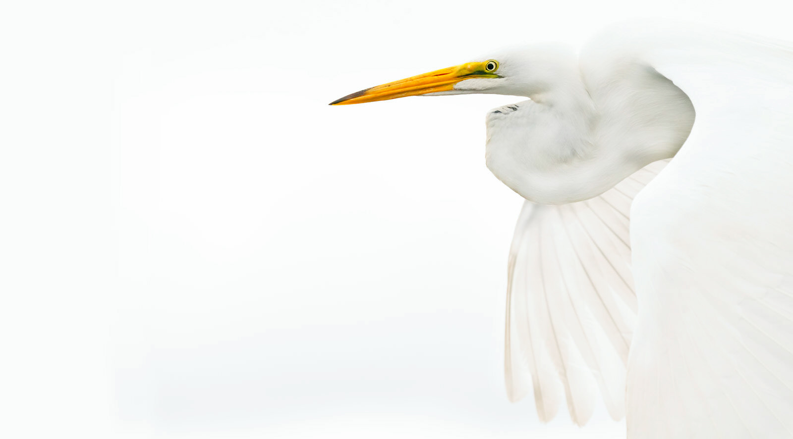 Great Egret