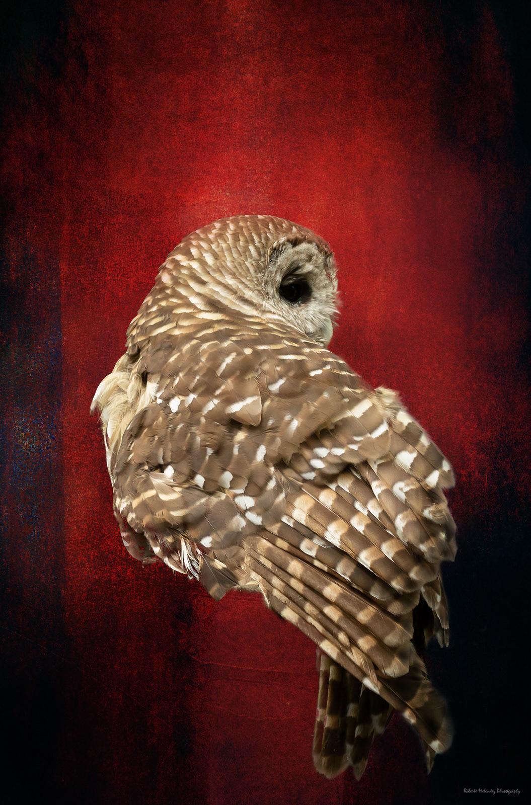 Barred Owl