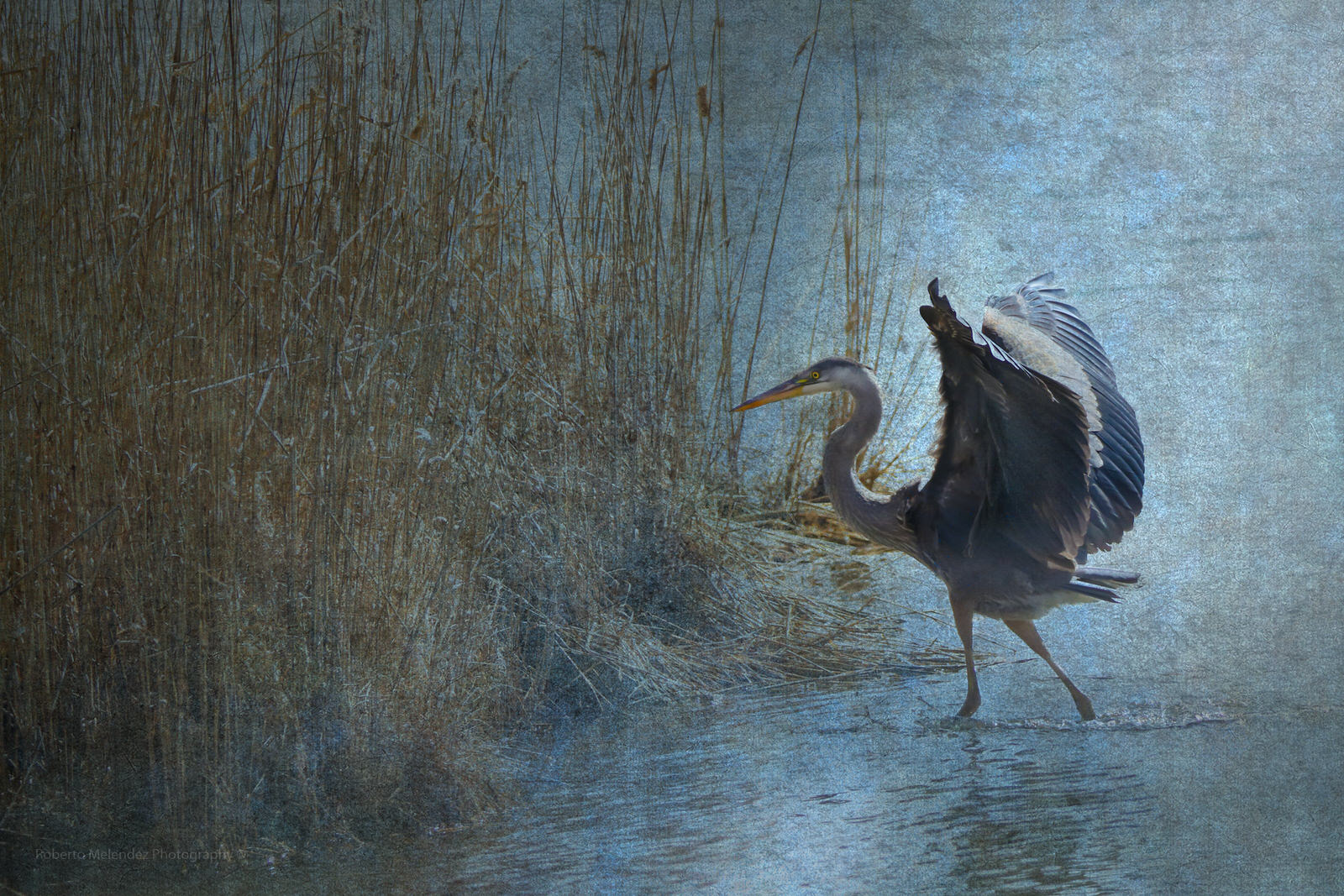 Great Blue Heron
