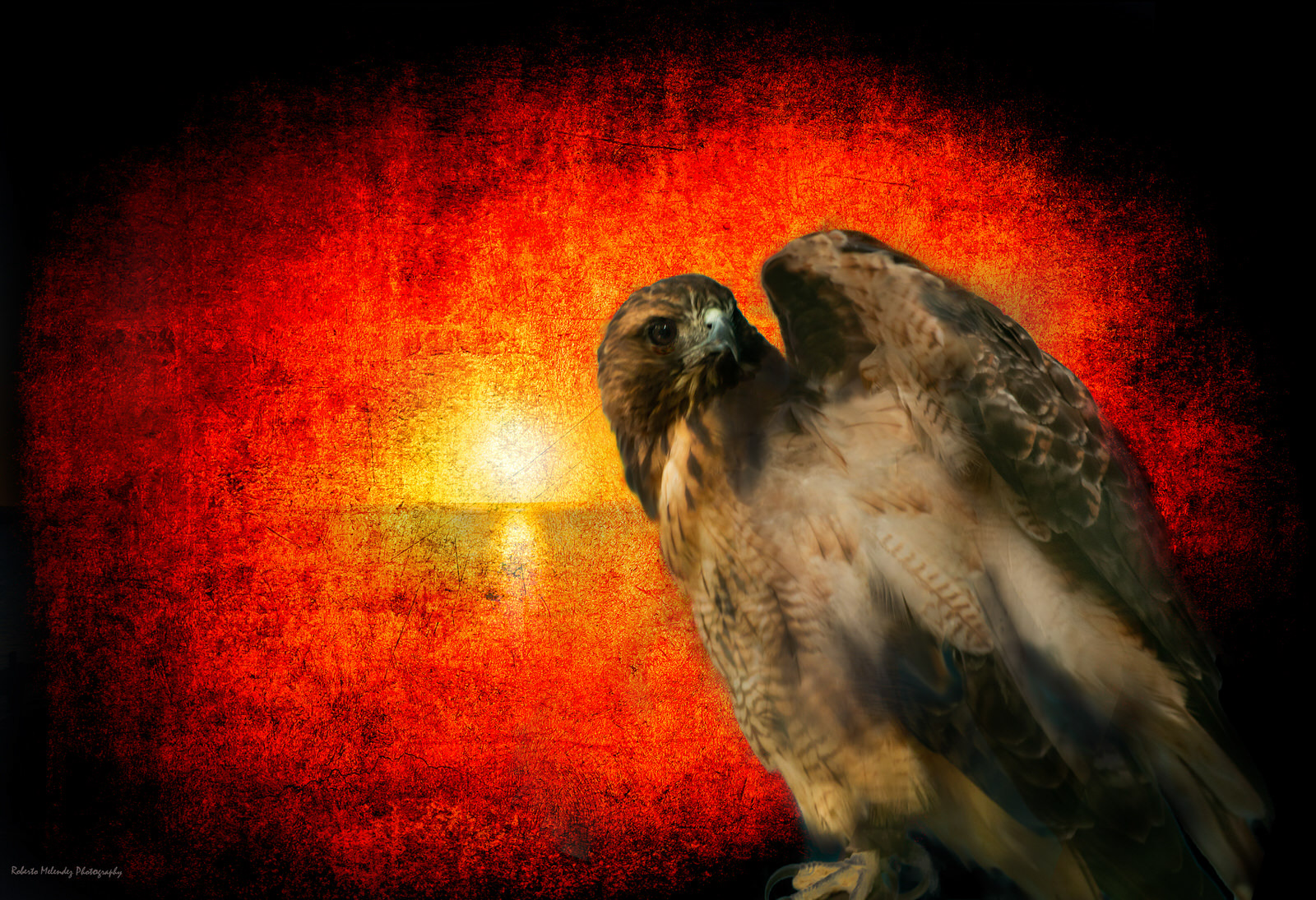 Hawk