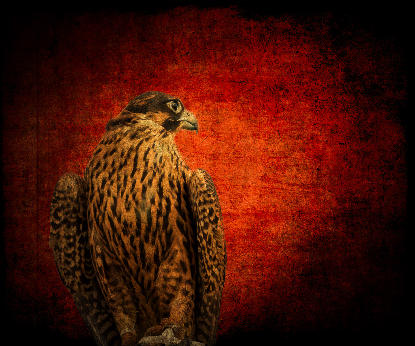 Hawk