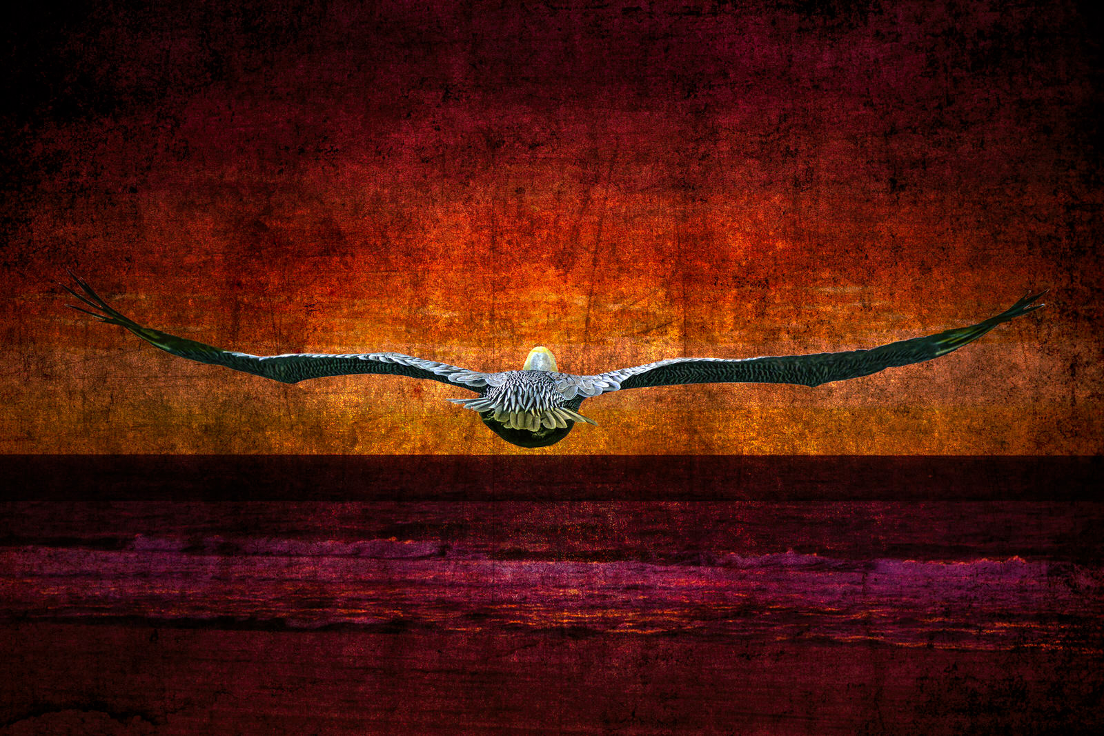 Pelican