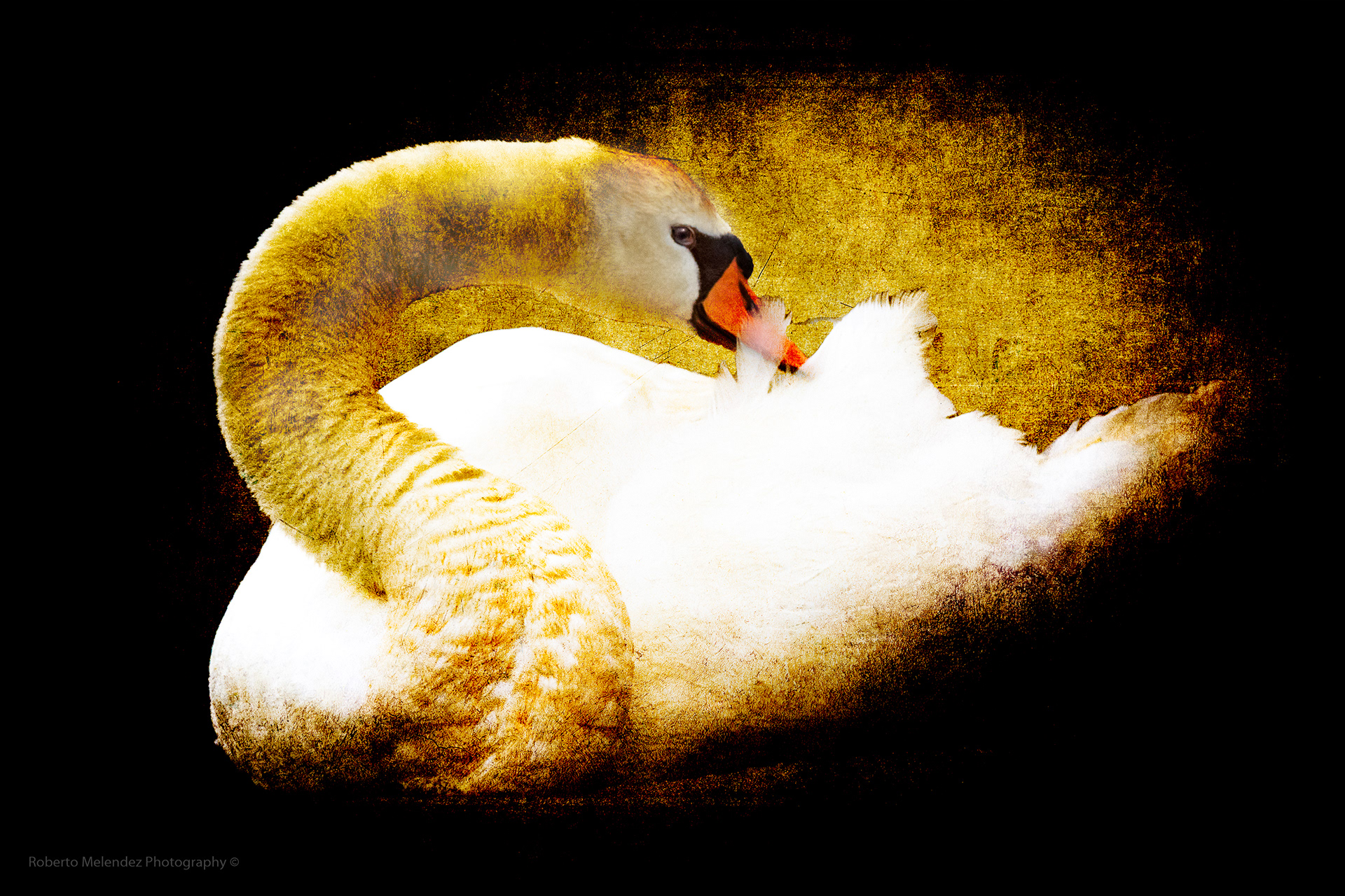 Mute Swan