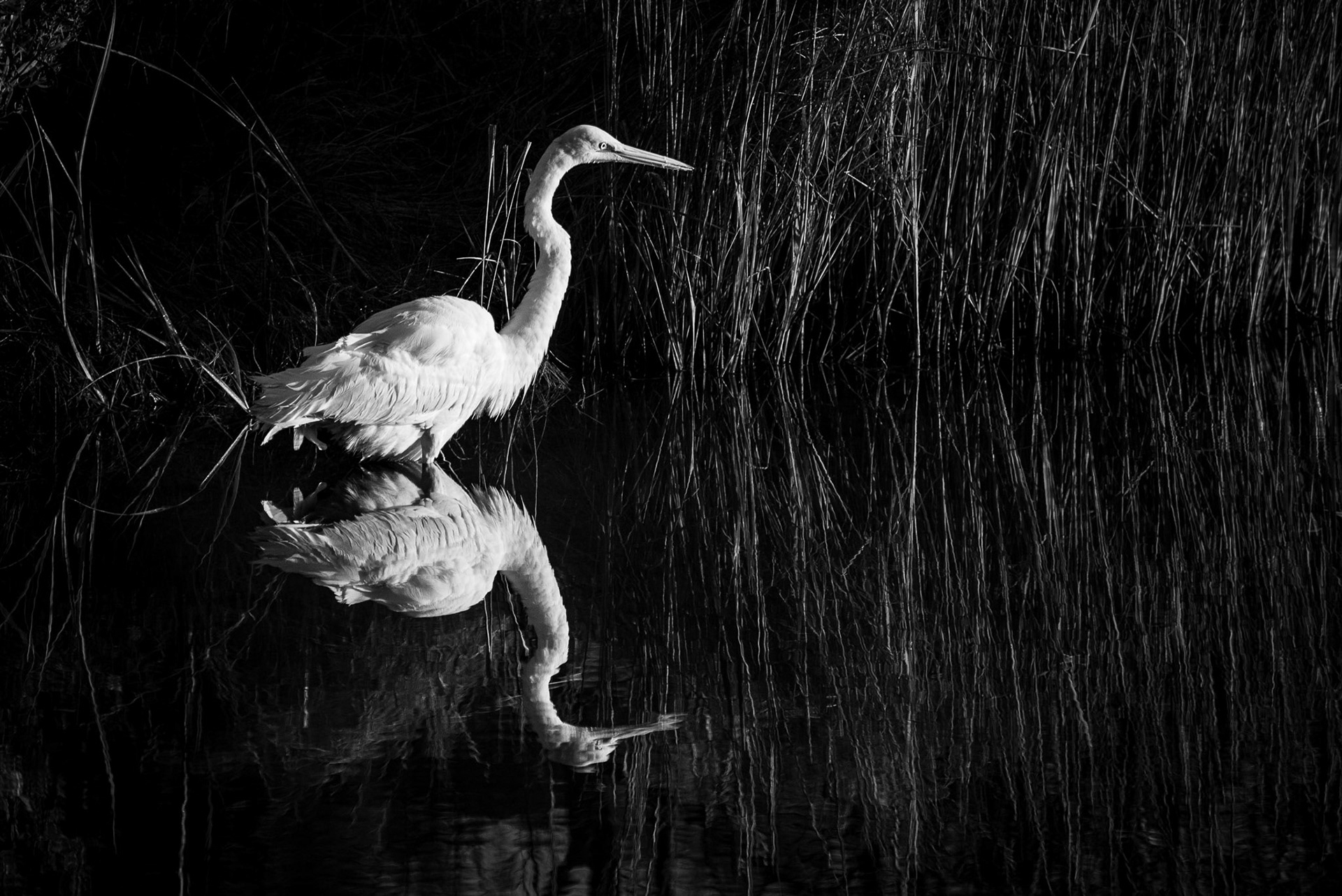 USA, Chincoteague Island