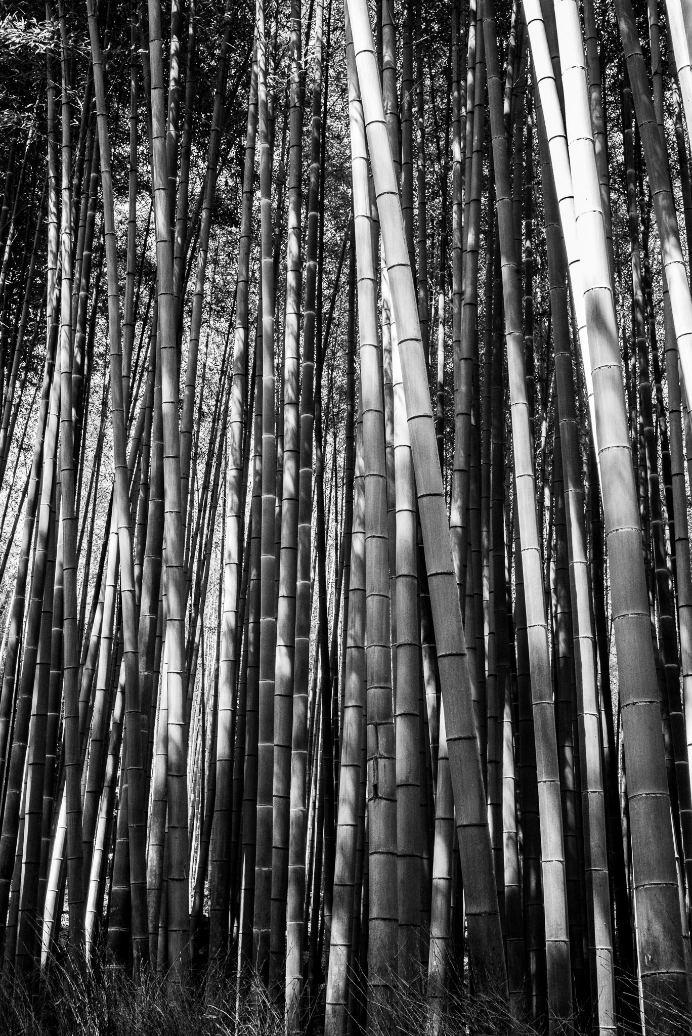 Japan, Arashiyama: Bamboo grove