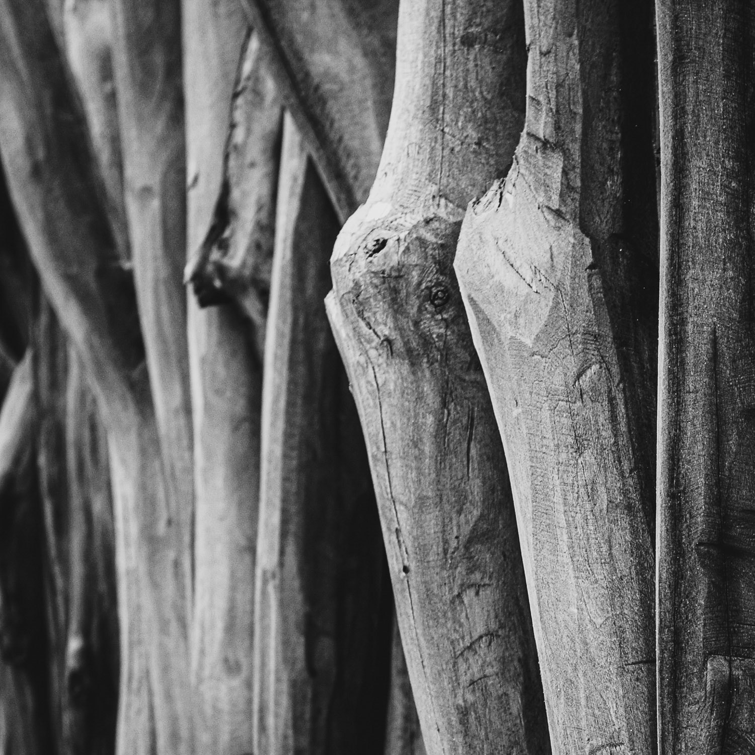Brazil/Porto de Galinhas: Fence