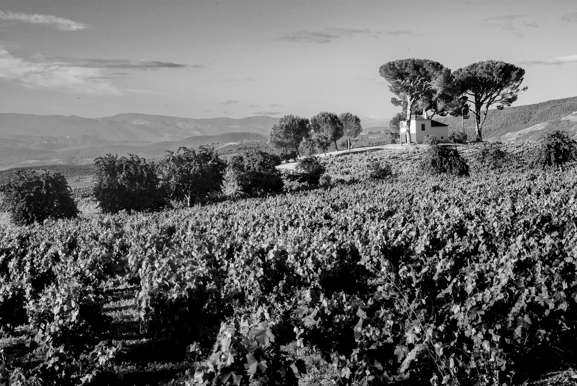 Spain, Camoino Frances between Cacabelos and Ambasmestas