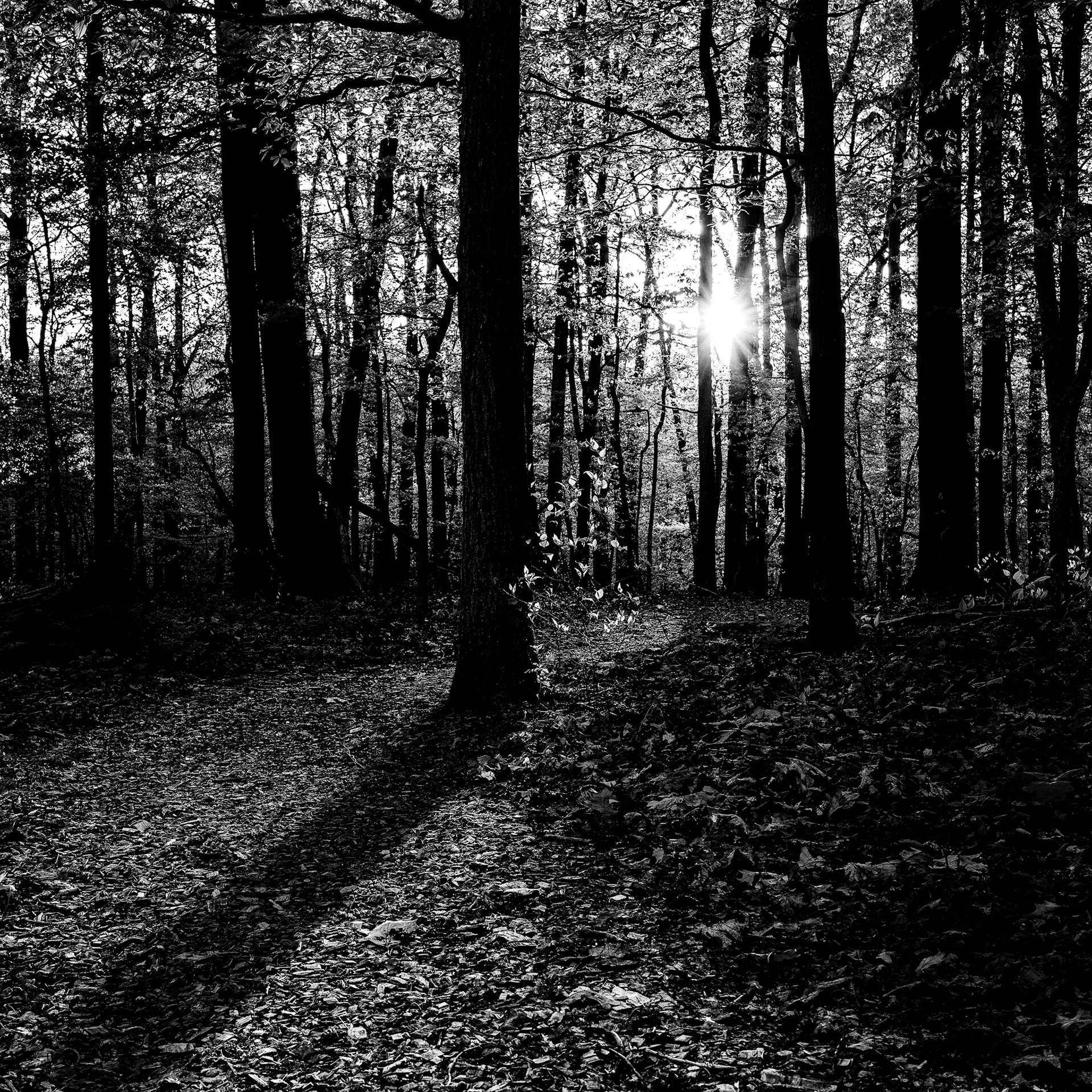 USA, Potomac: Cabin John Park