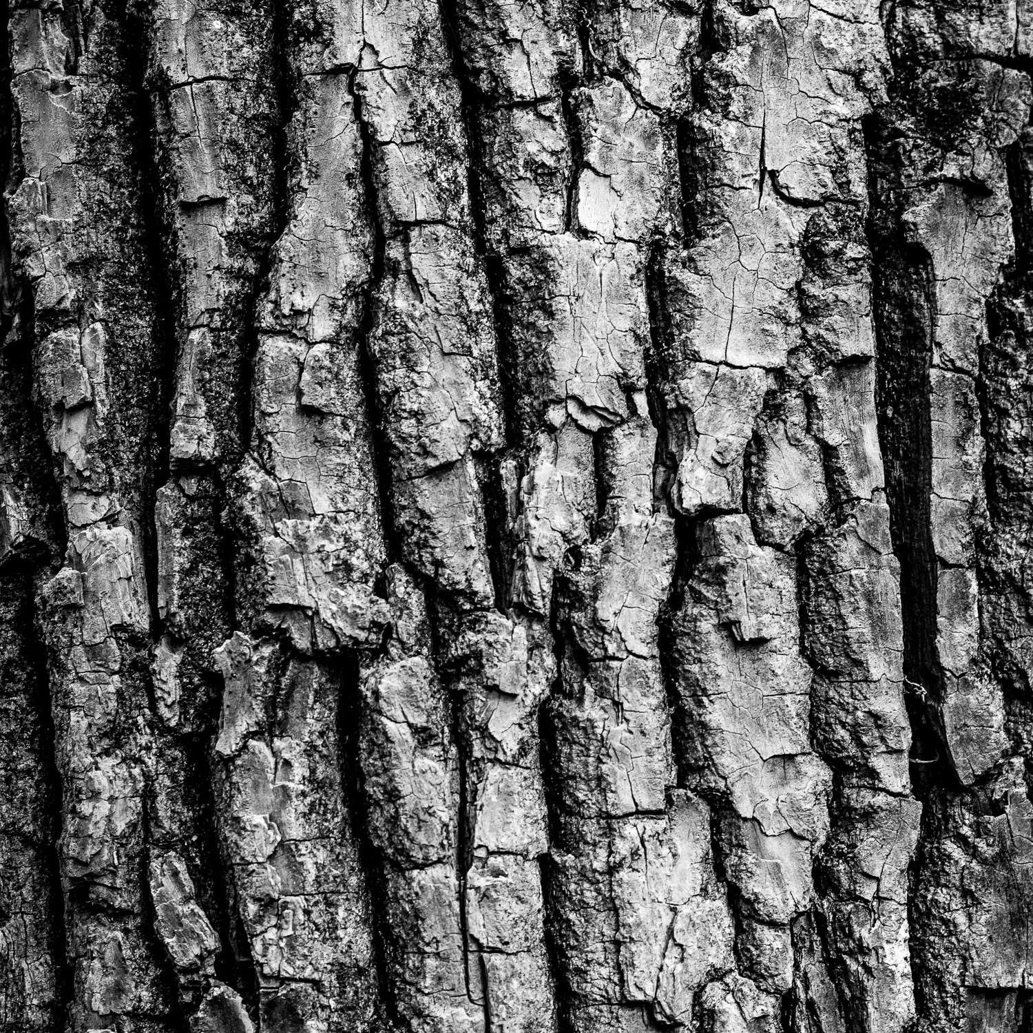 2015 Week 06: Tree trunk