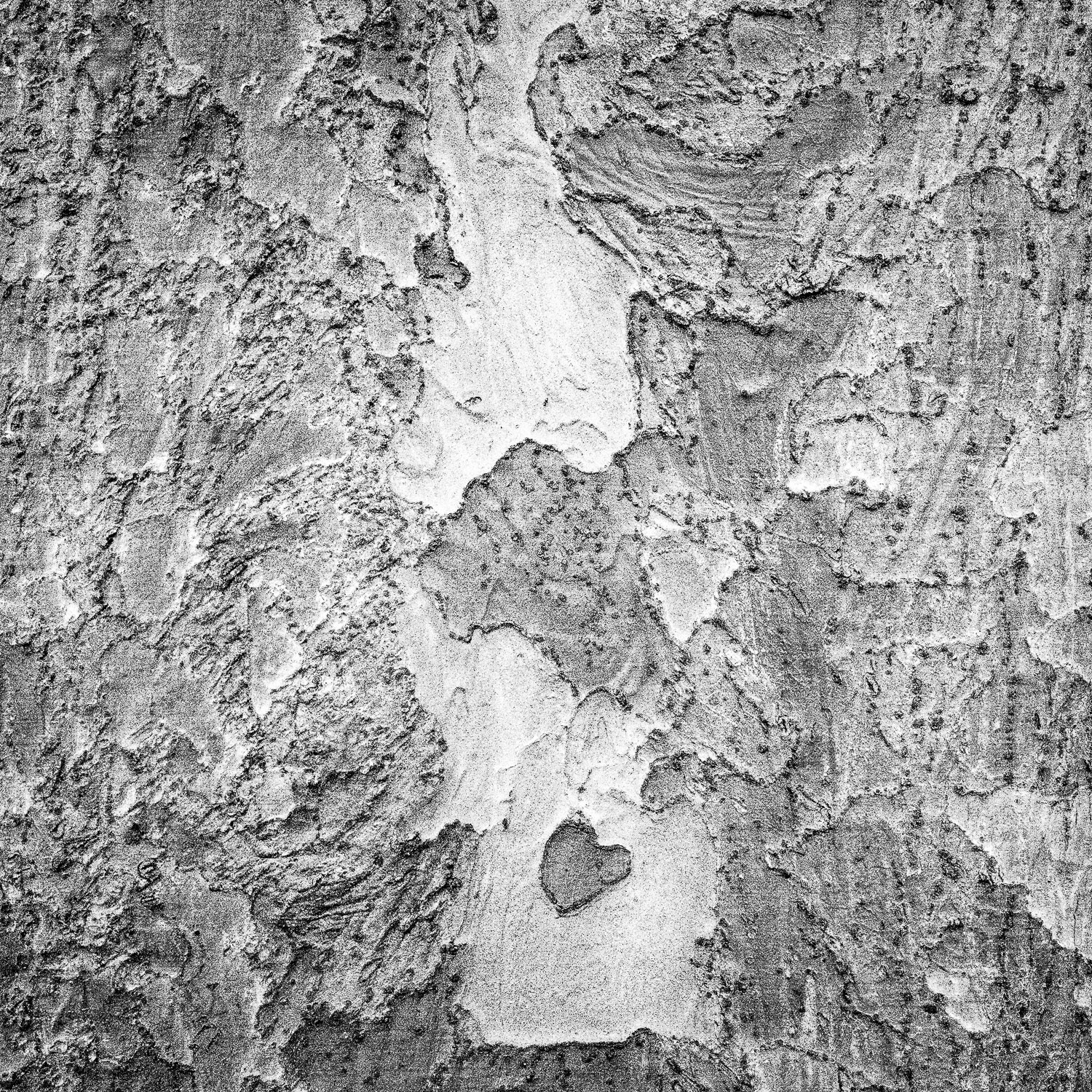 Savannah: Tree Trunk