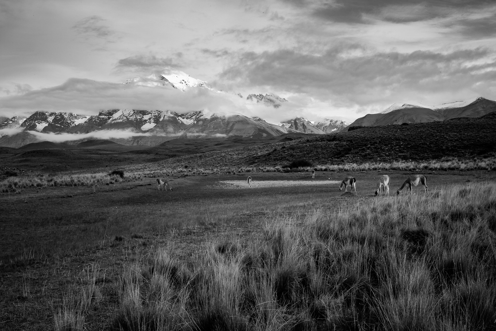 Argentina, Patagonia: Torres del Paine National Park