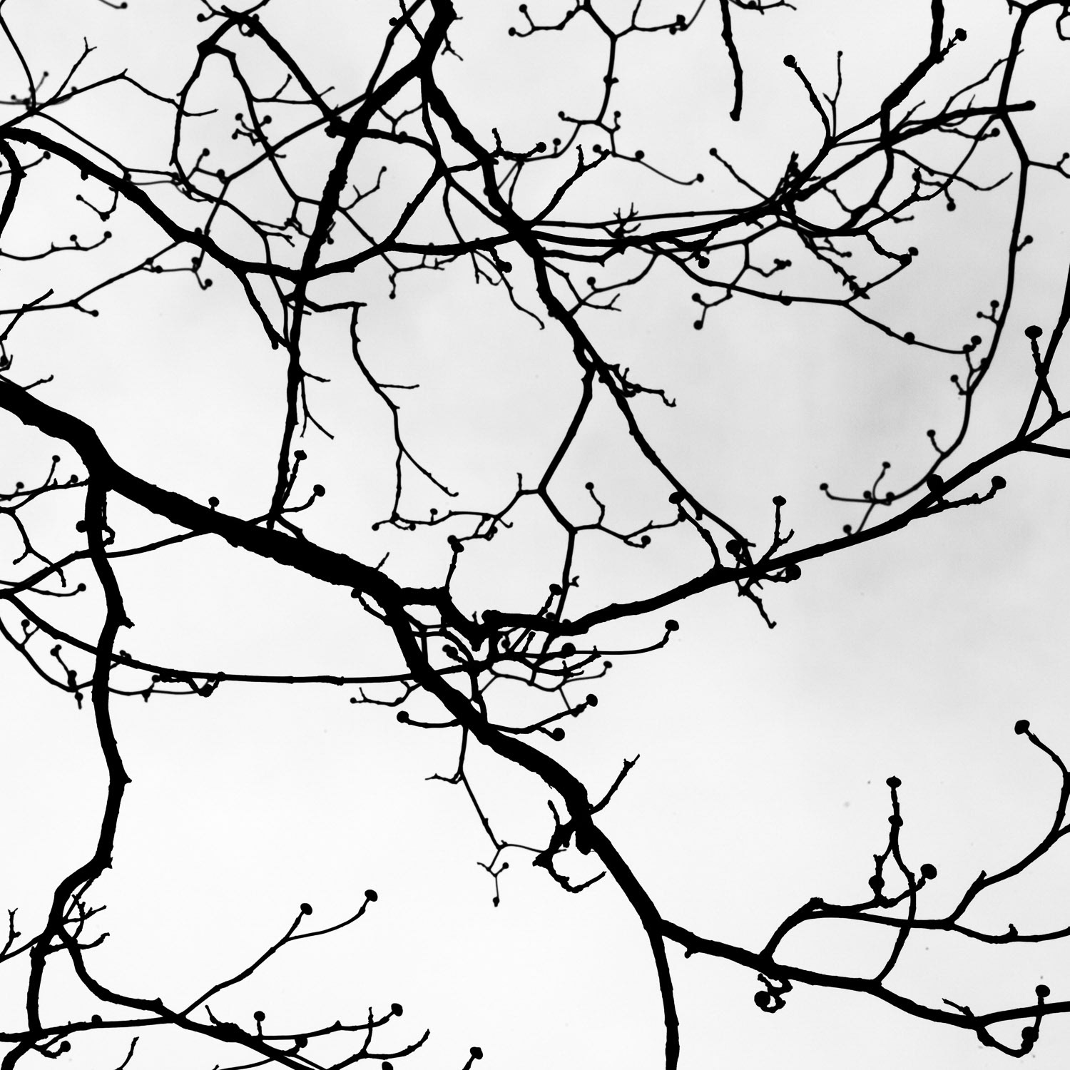 Branches