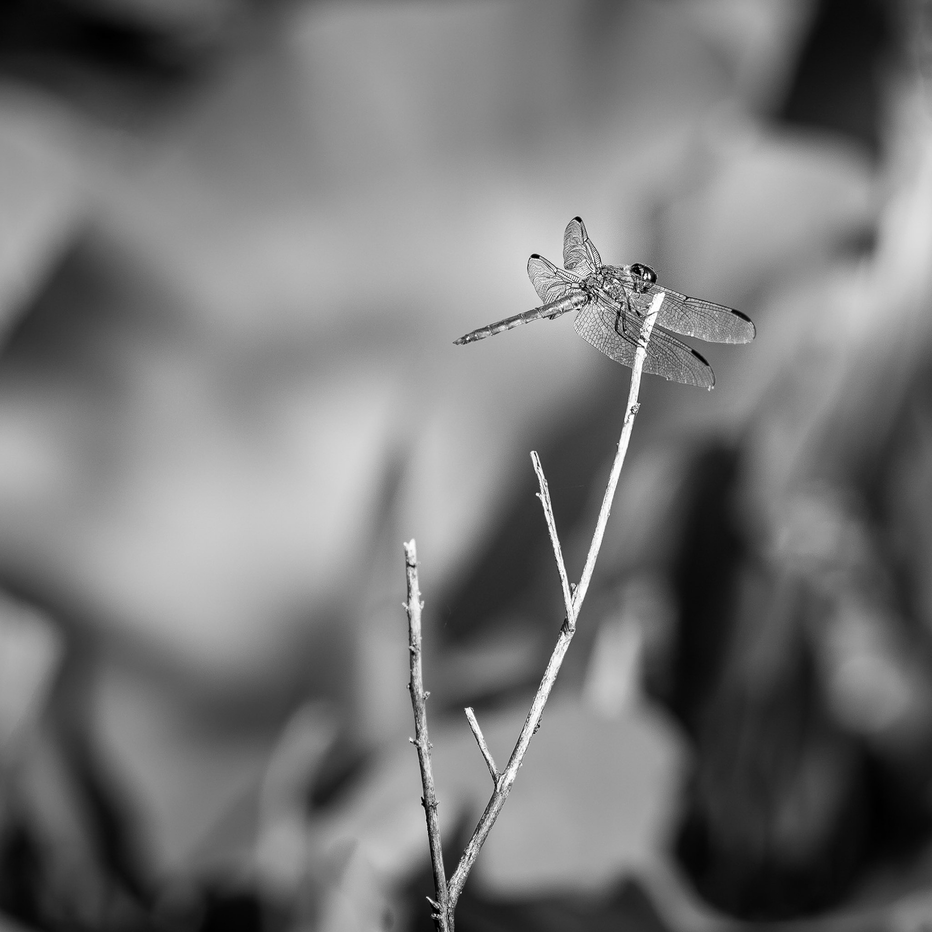USA, Washington, D.C., Kenilworth Aquatic Gardens