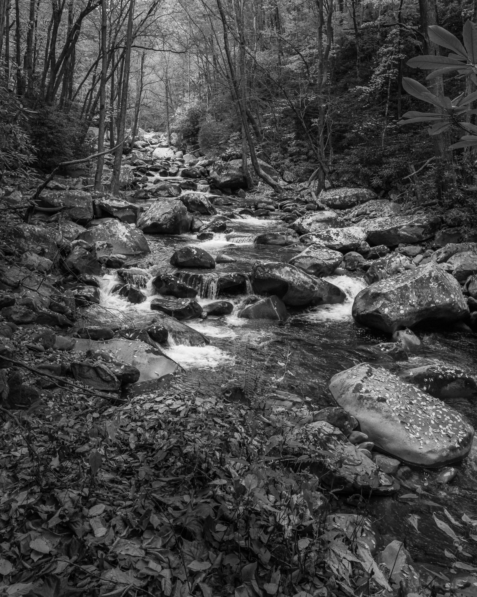 USA, North Carolina, Great Smoly Mountain National Parl