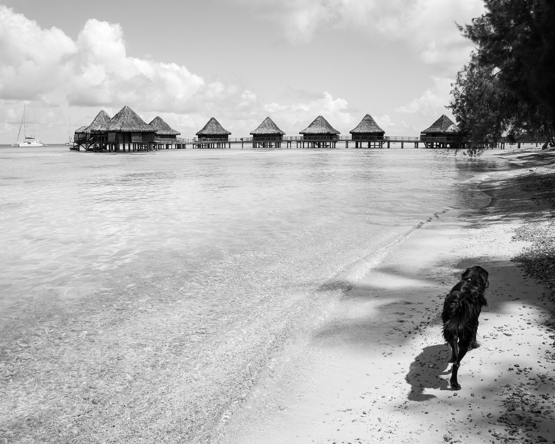 French Polynesia, Rangiroa: the stray dog leads the way