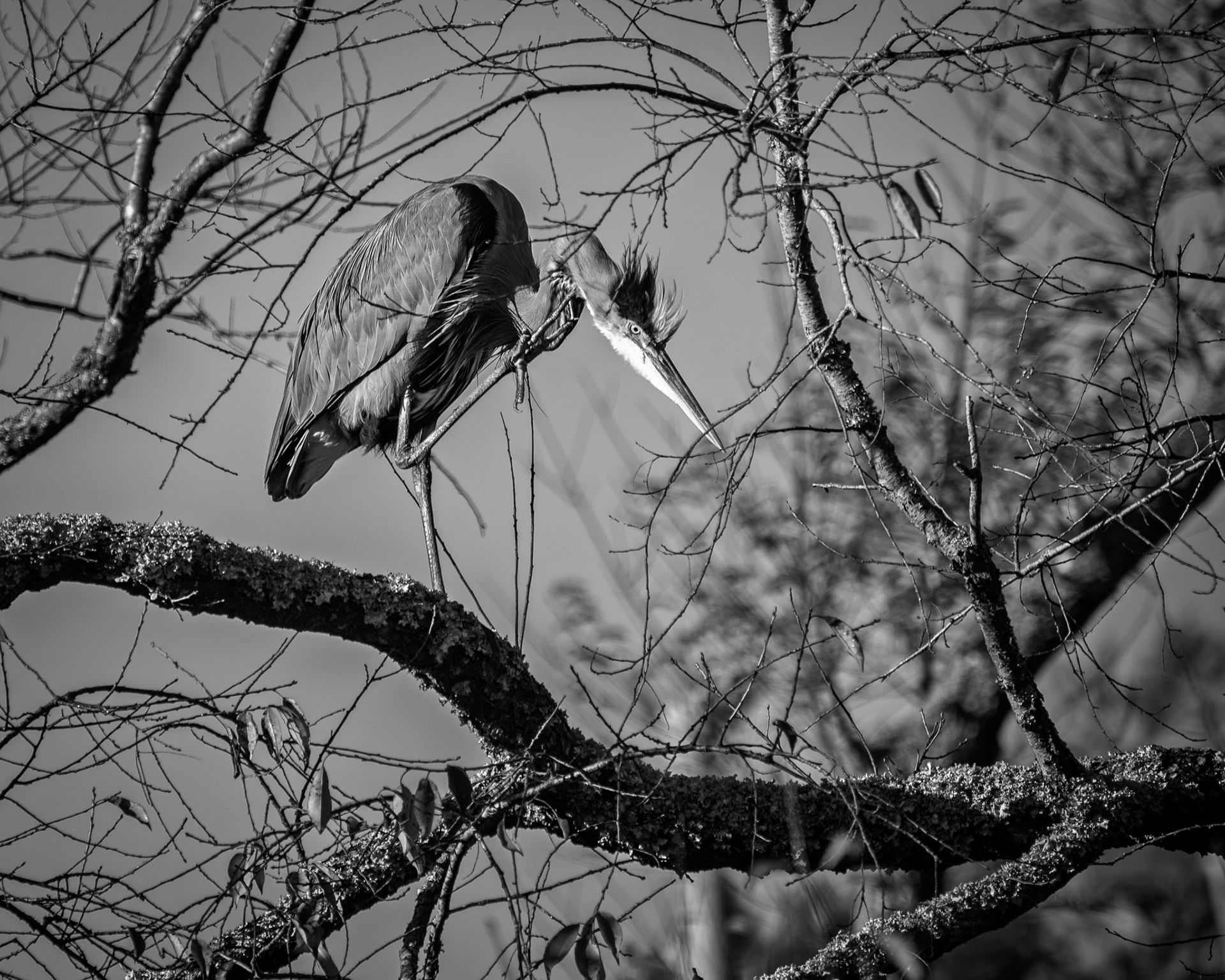 USA, Chincoteague Island