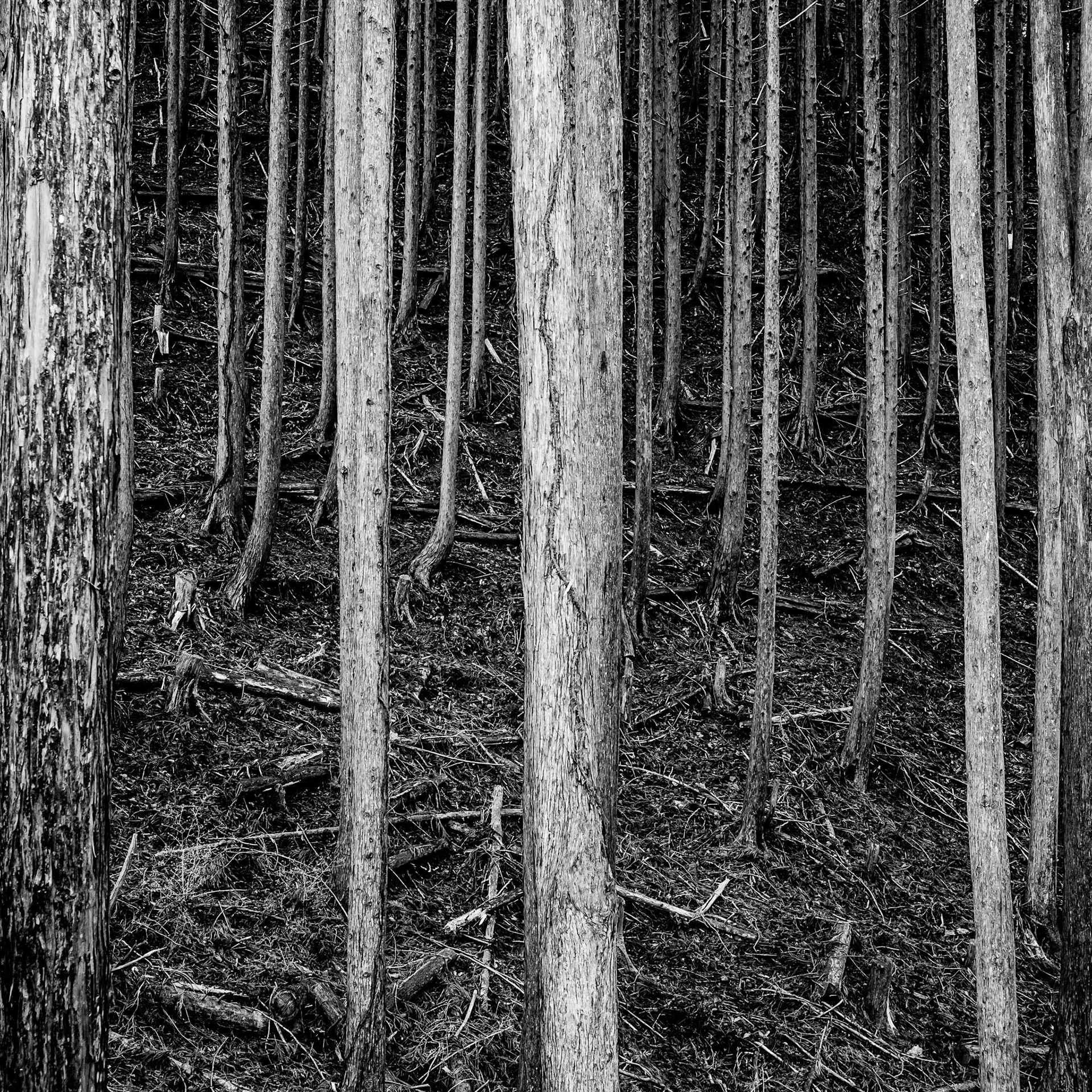 Japan, Kumano Kodo trail