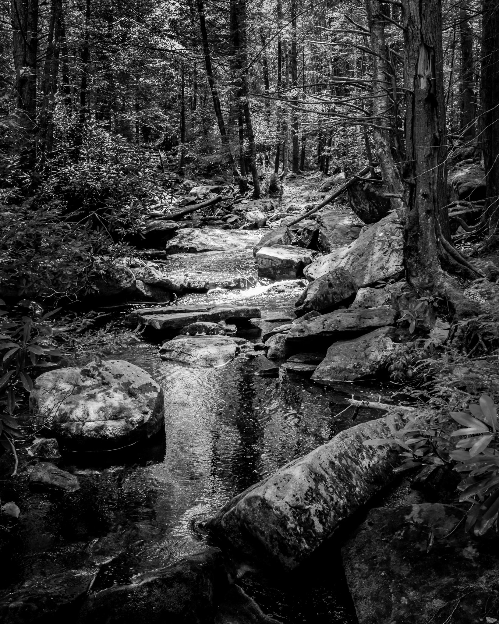 USA , Davies: Blackwater Falls State Park