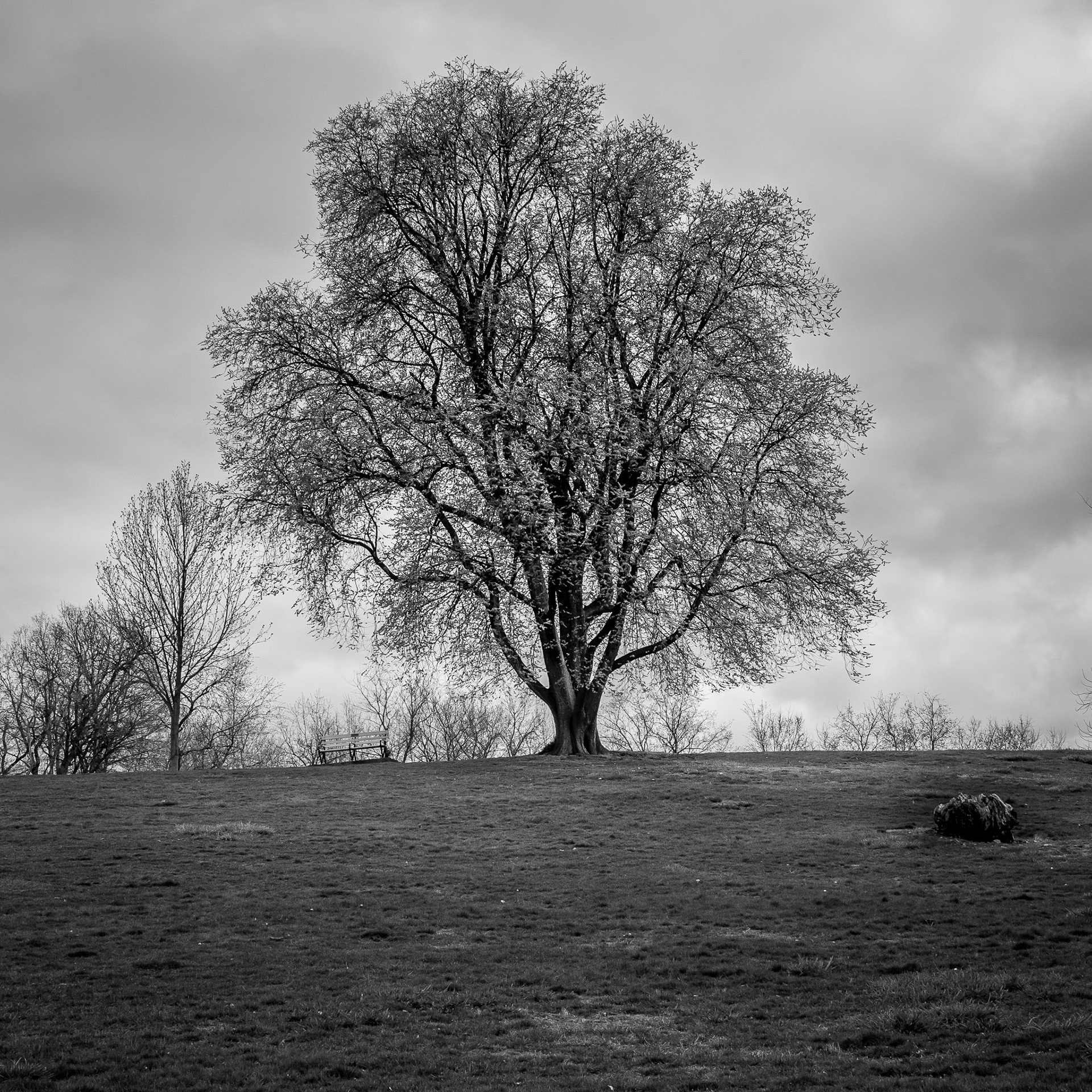 USA, Pittsburgh / Frick Park