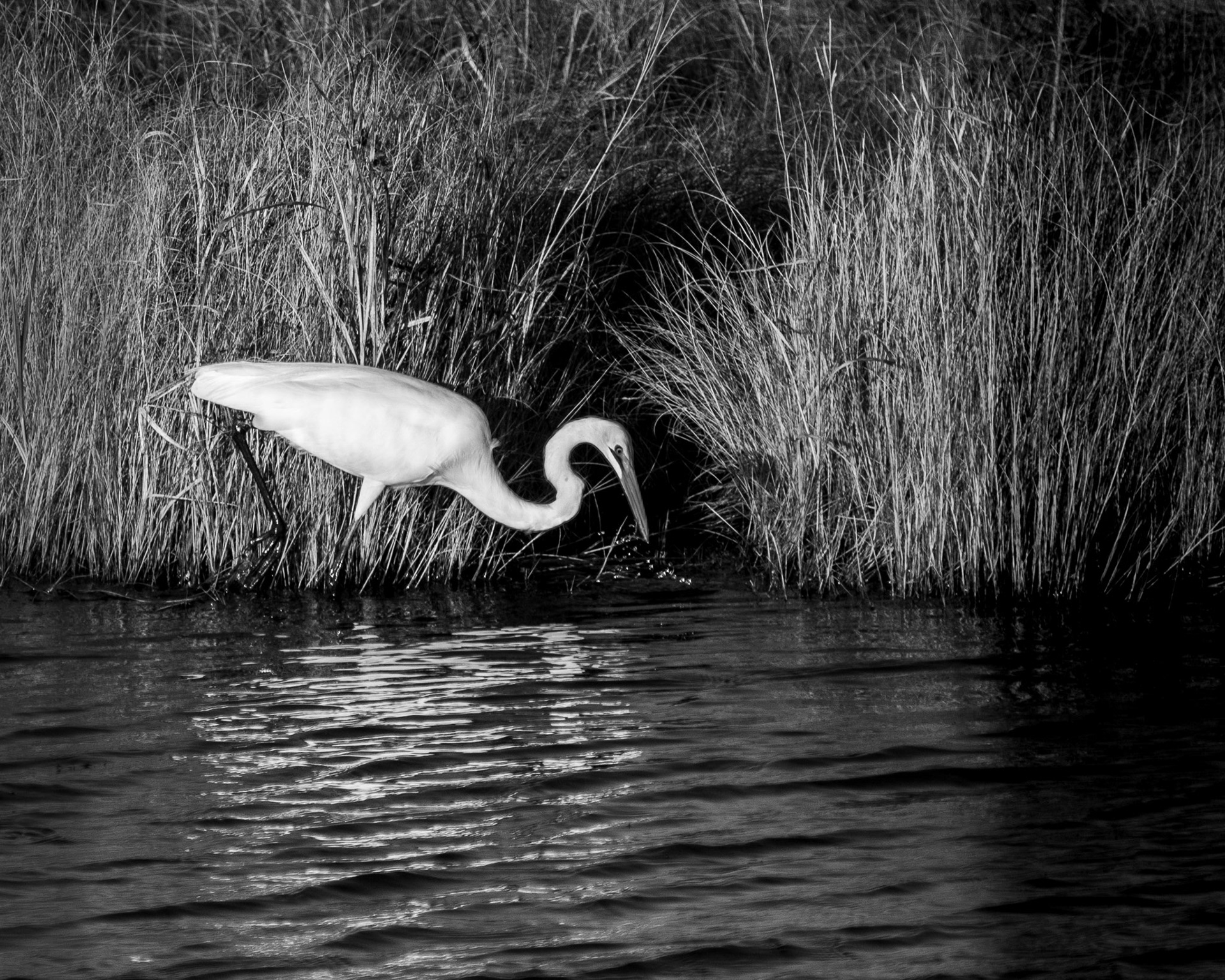 USA, Chincoteague Island