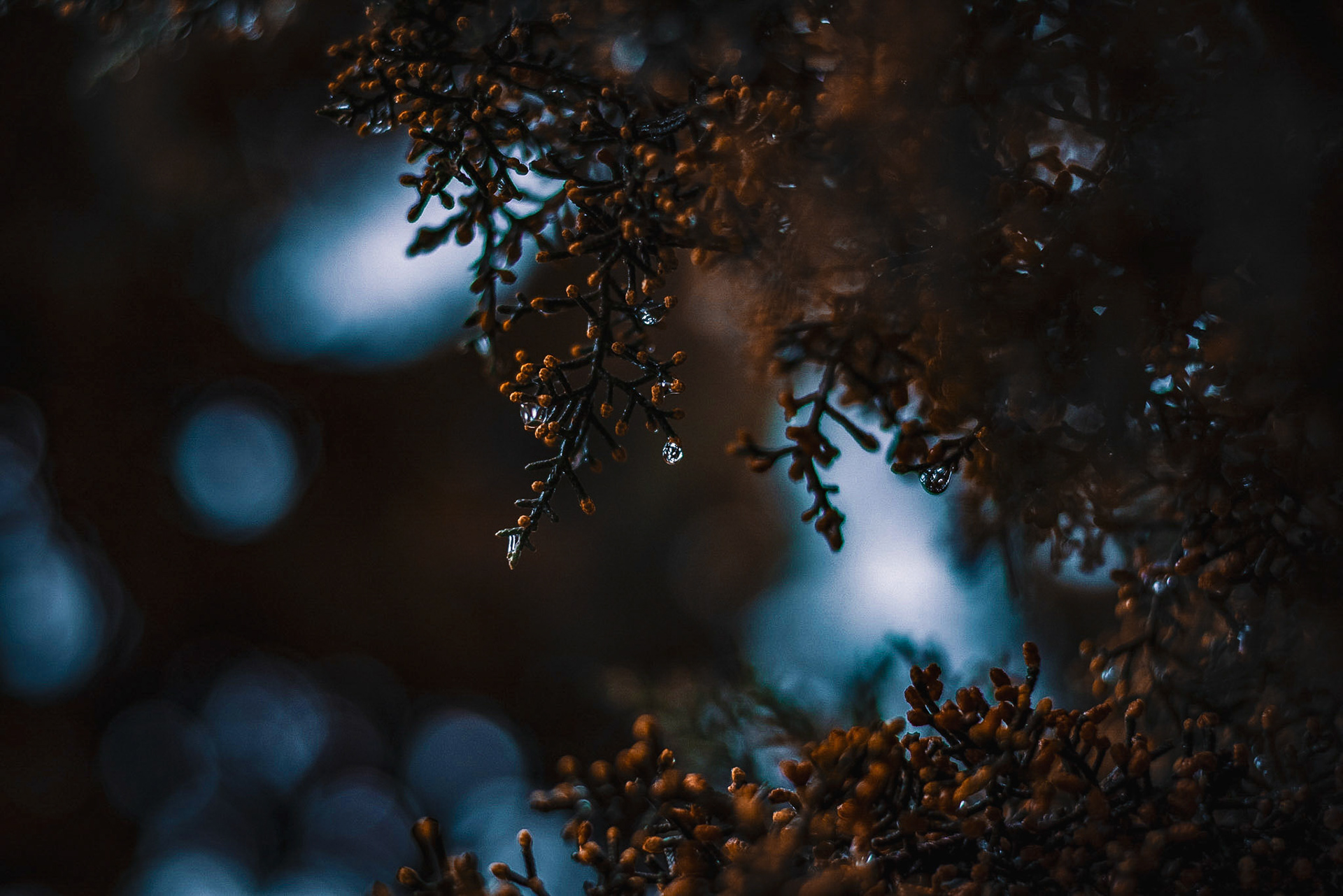 Dew