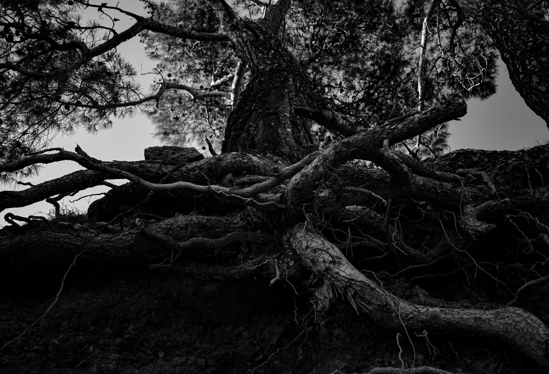 Yggdrasil