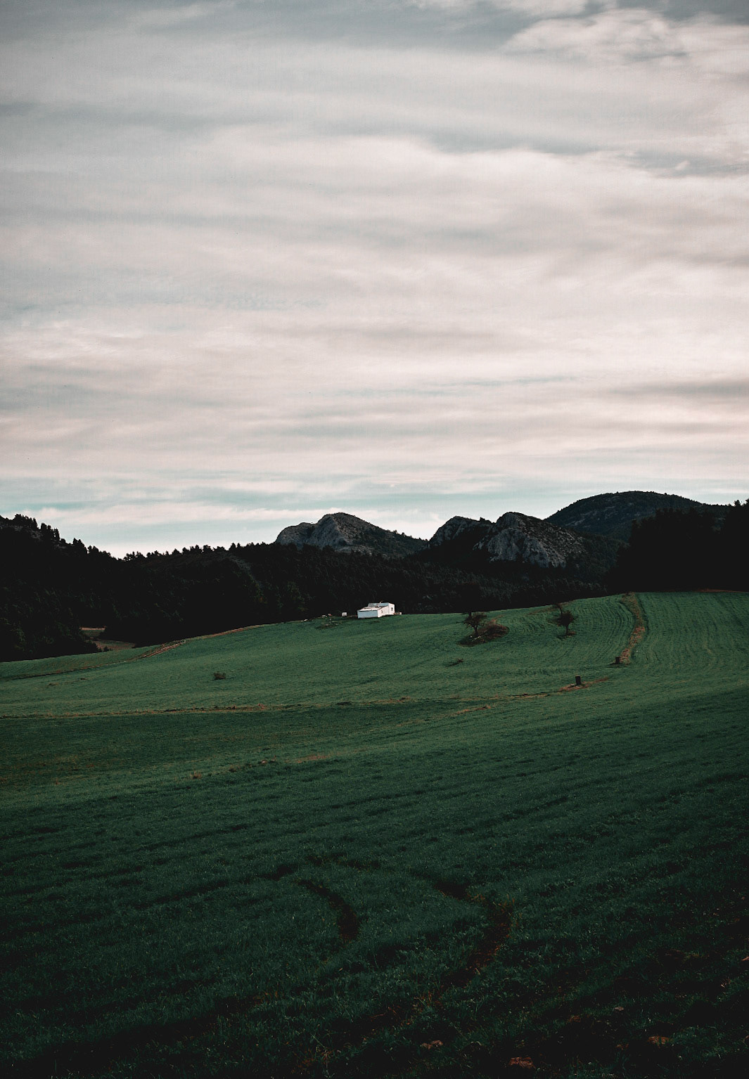 Meadow
