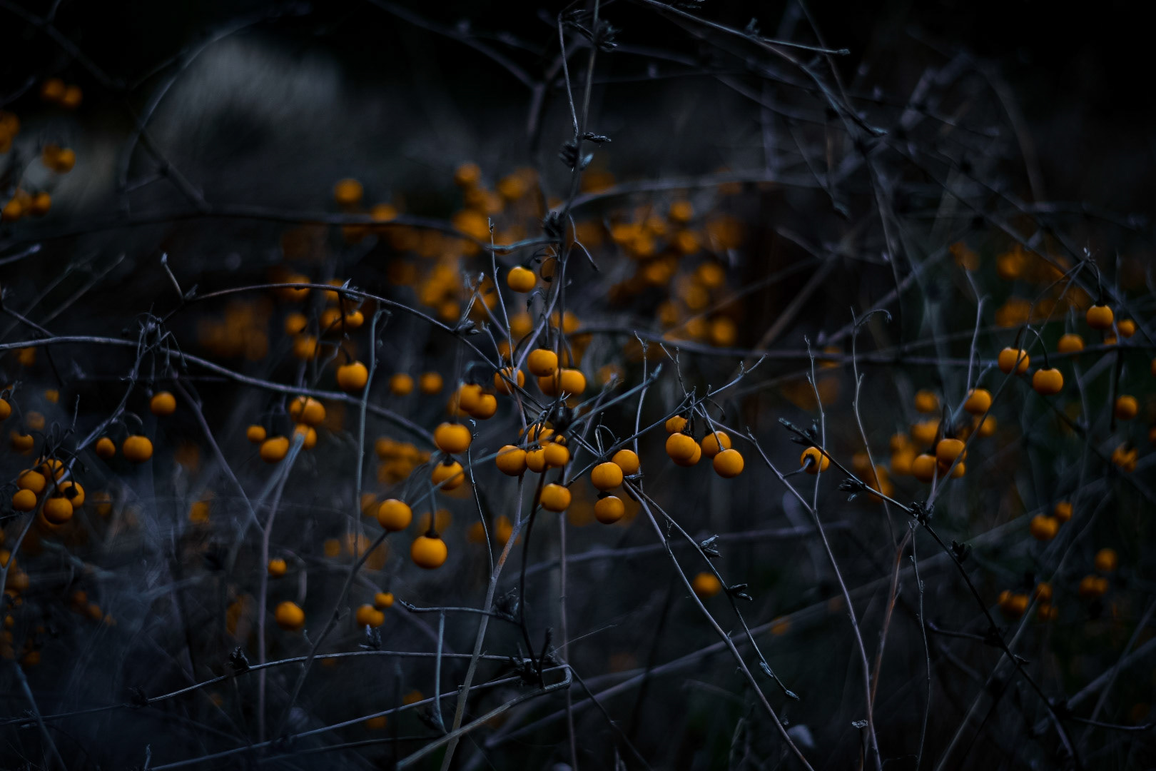 Winterberry