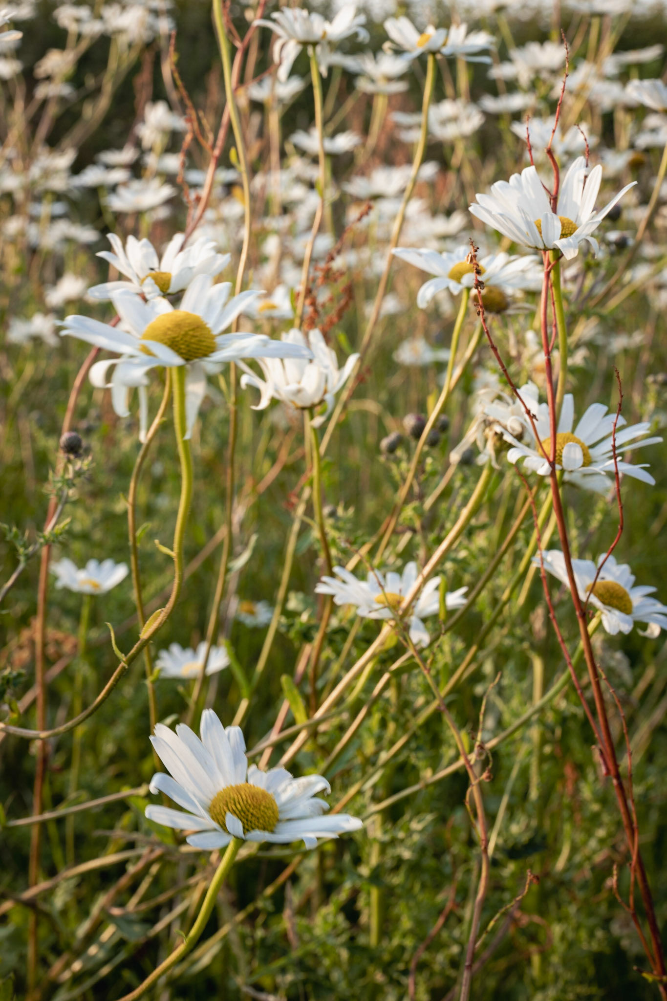 Oe eye daisies