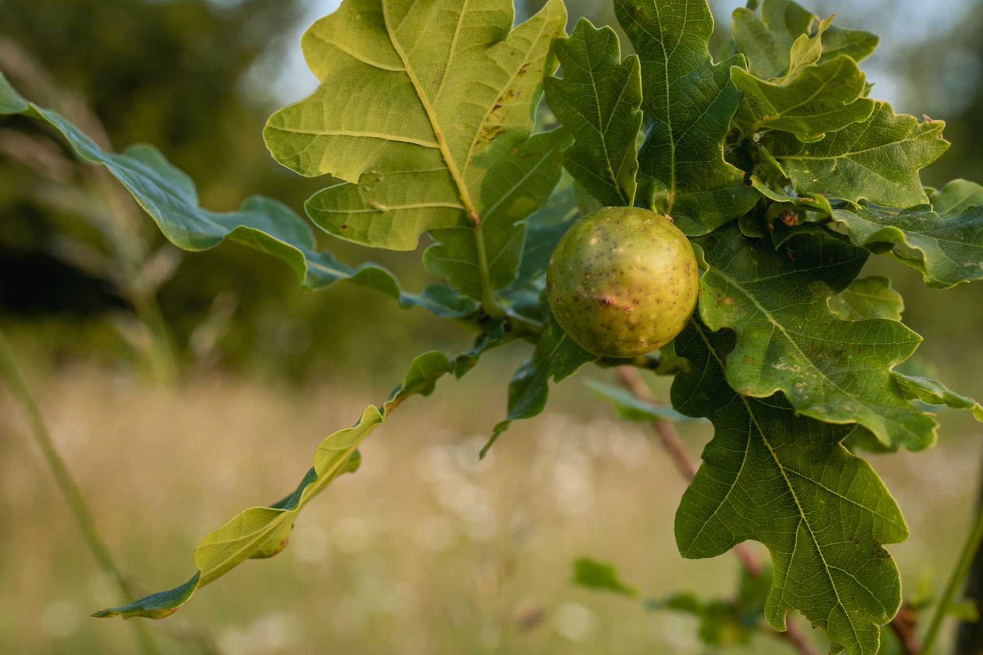Oak apple