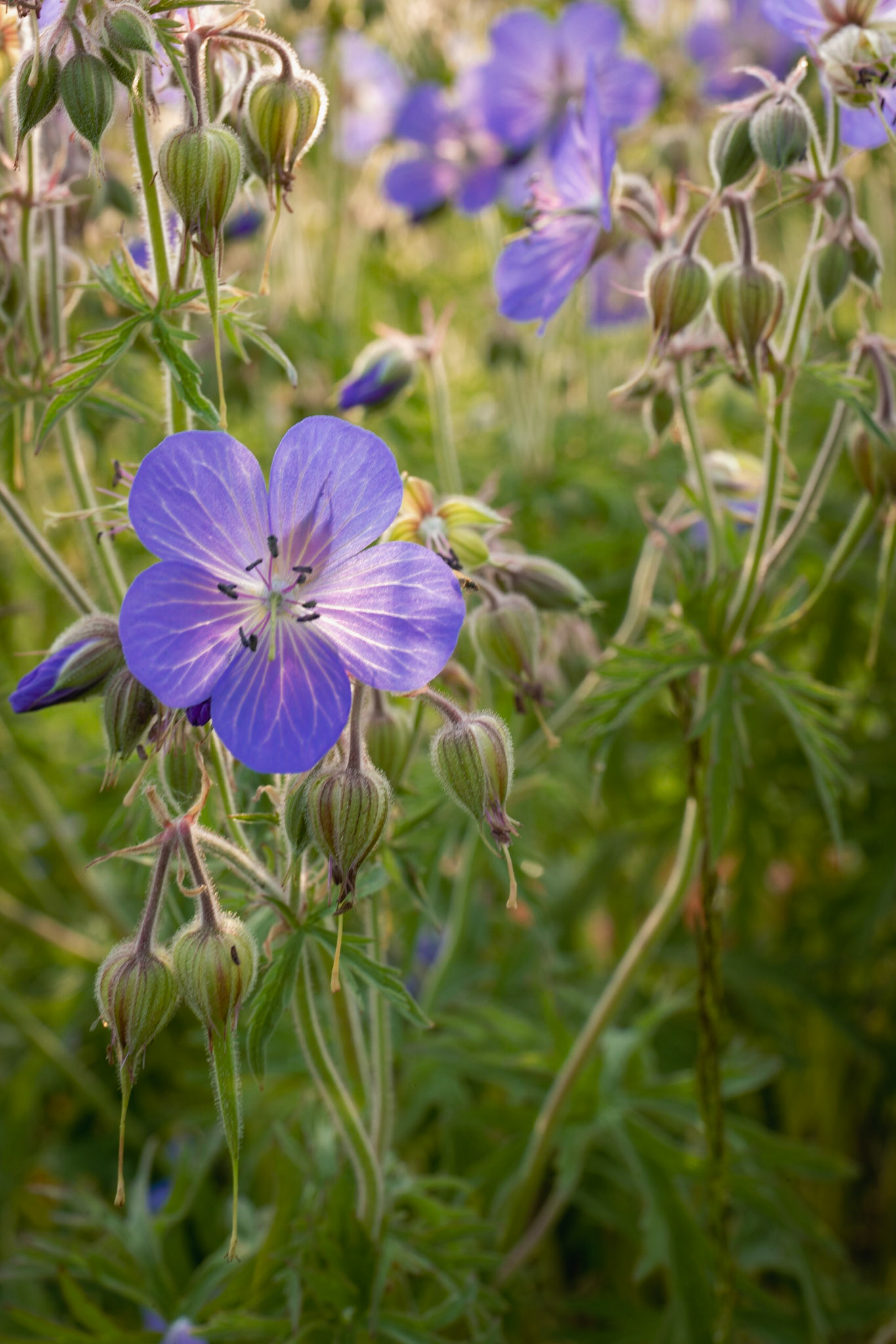 Cranesbill