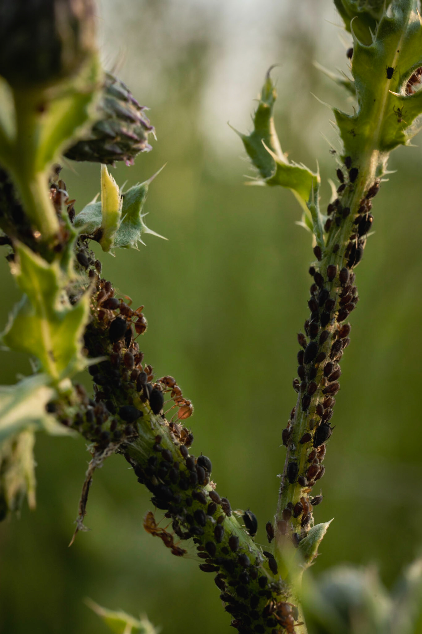 Meadow ant attending to their aphids