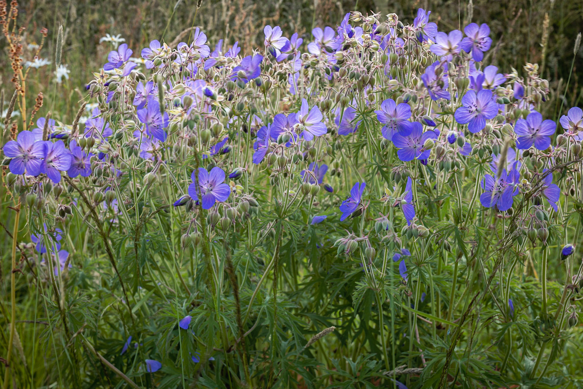 Cranesbill