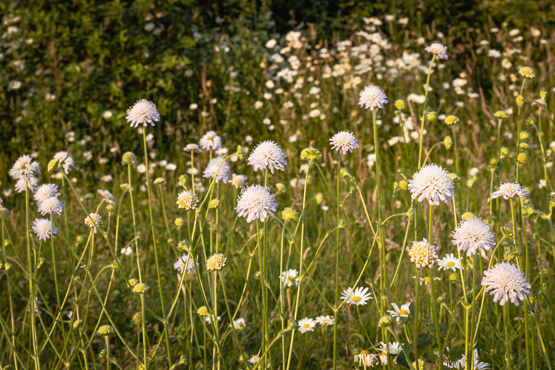 Scabious