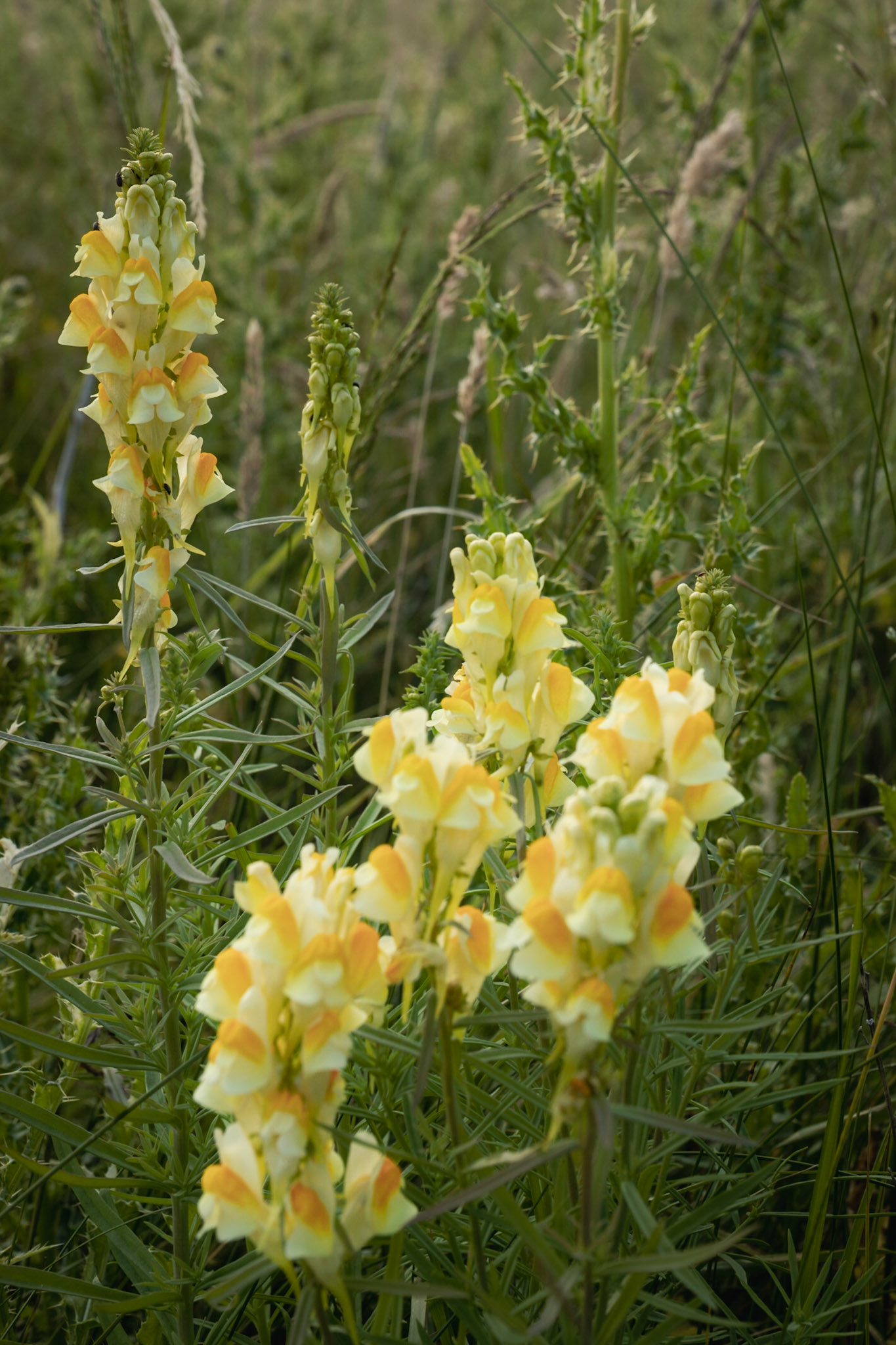 Toadflax