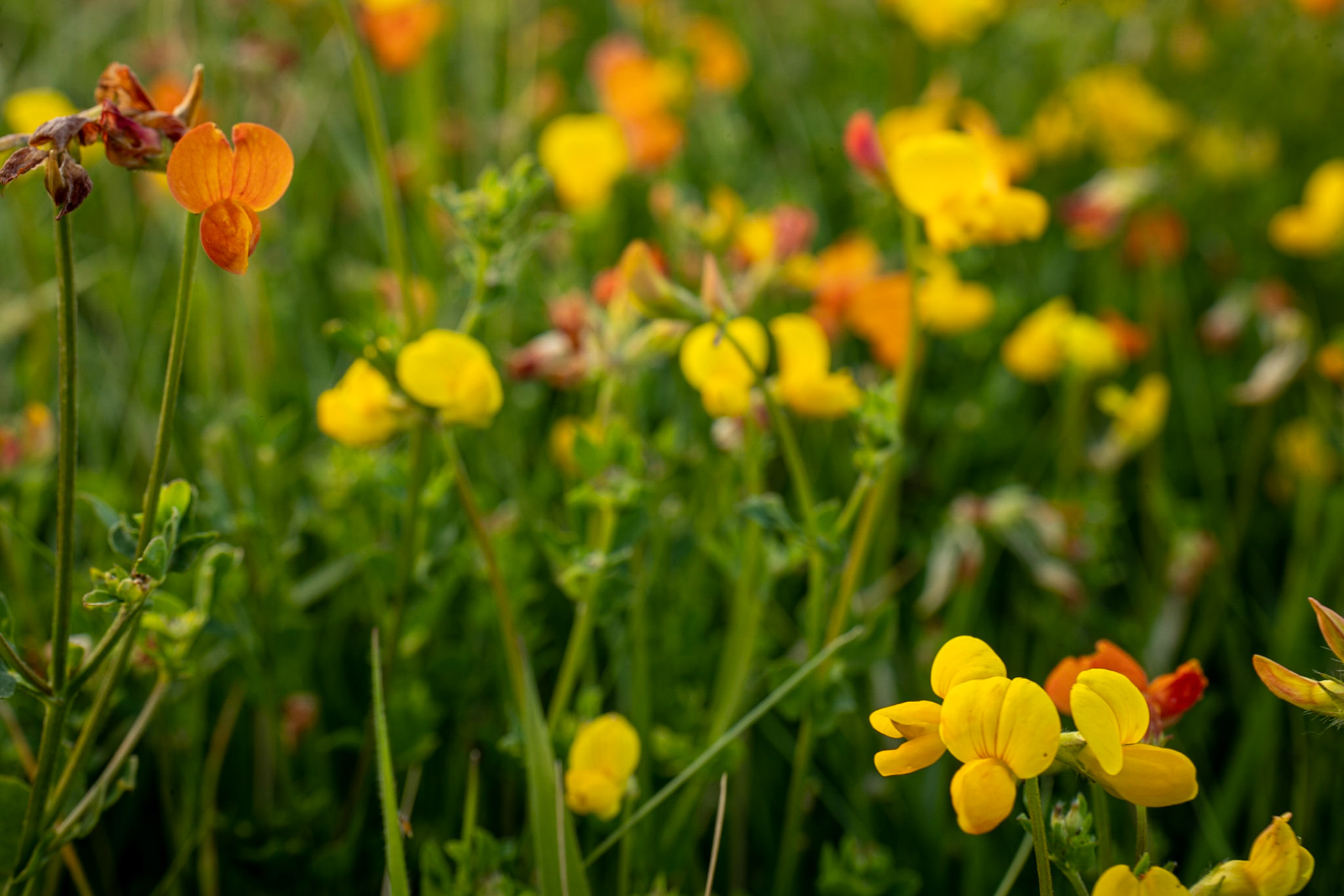 Birds foot trefoil