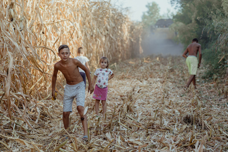 After „Gloria”, a big seed drill, gets over the cornfield, the children help picking up the remaining cobs, which they will later use to feed the farm animals. Gaujani commune, Giurgiu county.