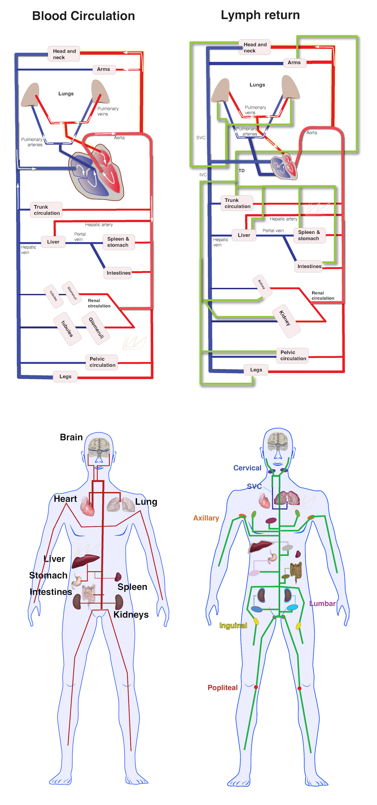 Compartment model
