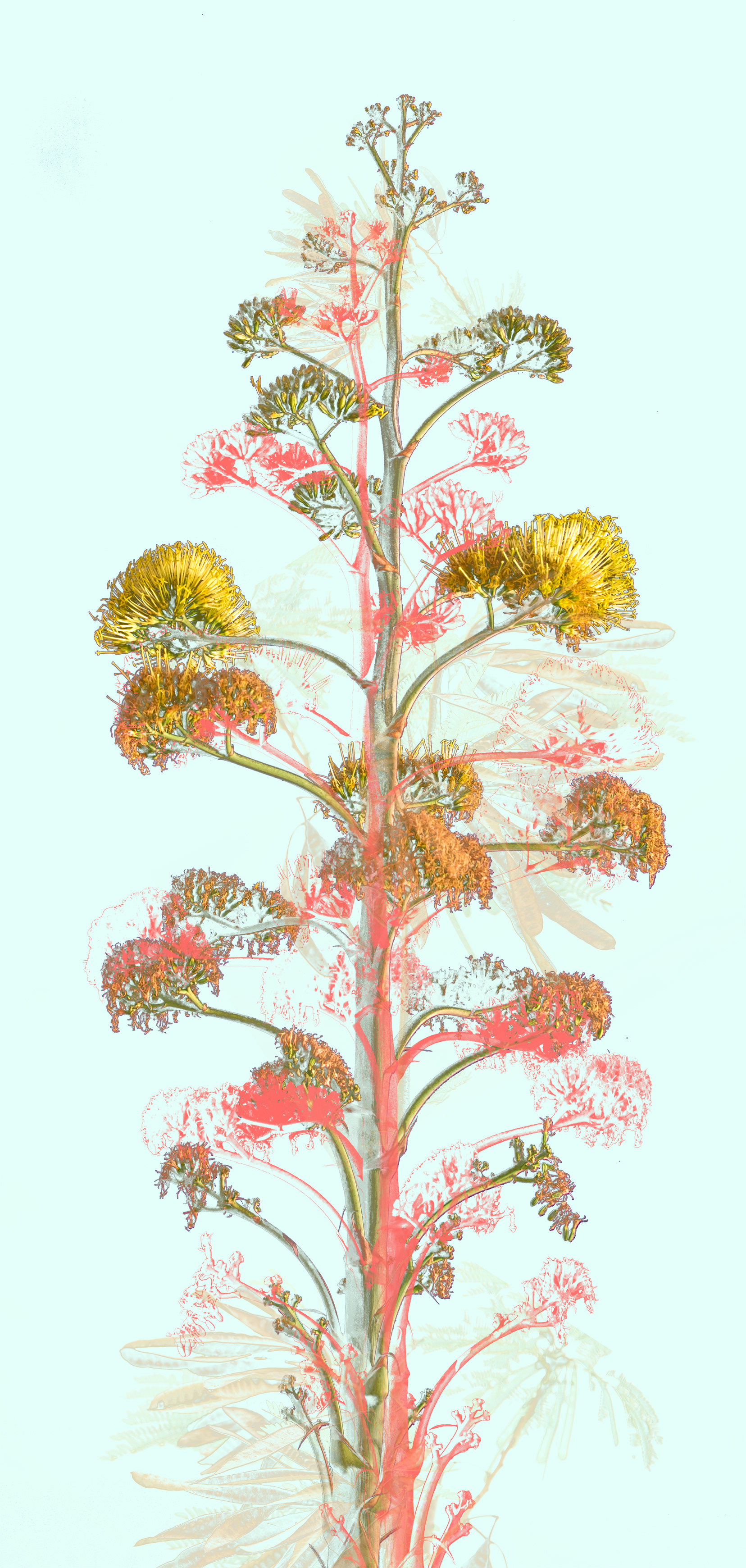 Agave III , digital composite, 15" x 30", 30" x 60"