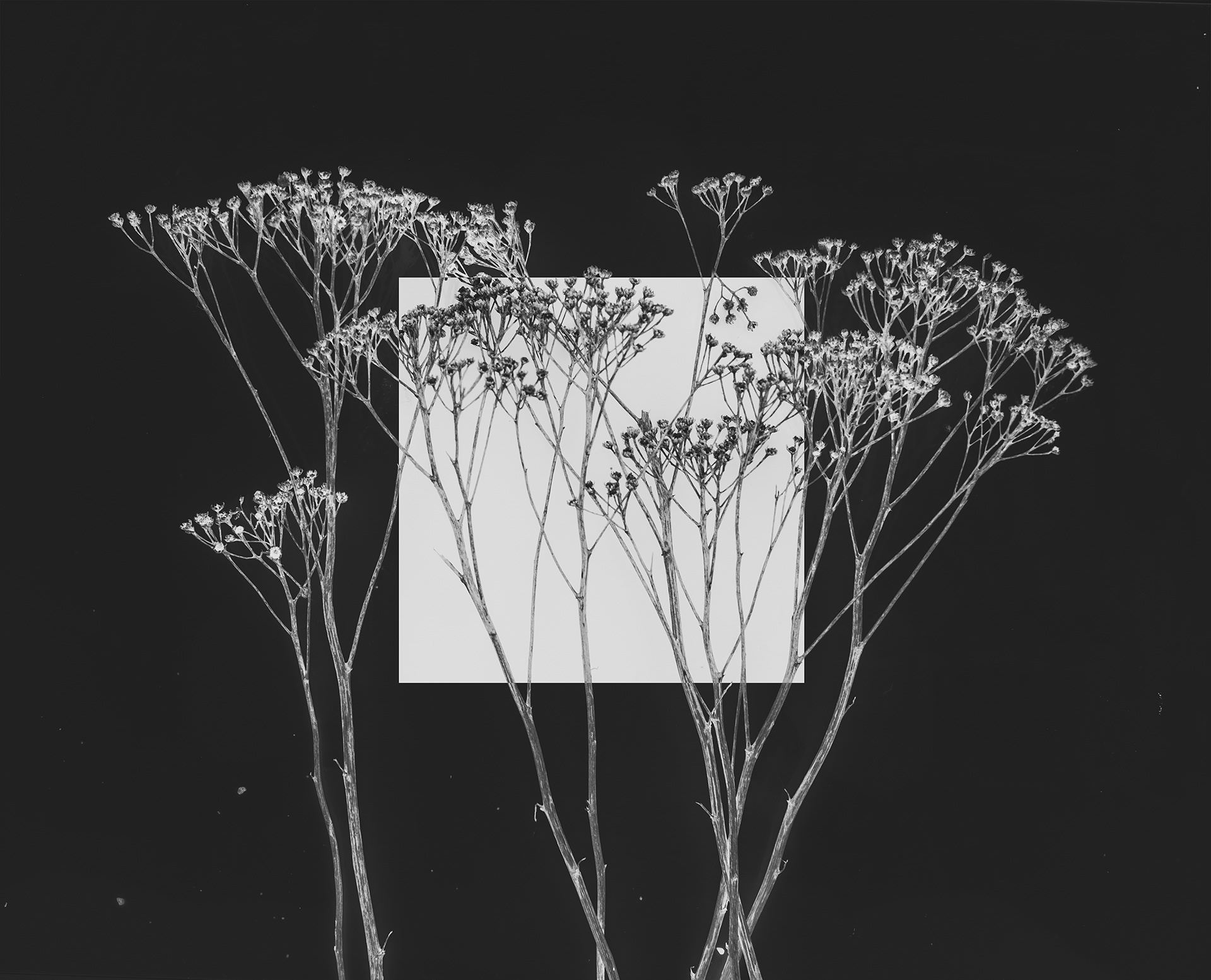 Wildflower I, digital composite, 30" x 40", 40" x 60".