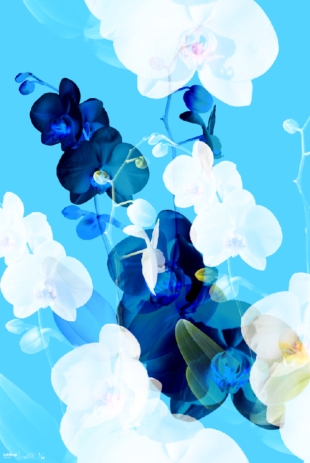 Bouquet I, digital composite, 22" x 30", 44" x 60".