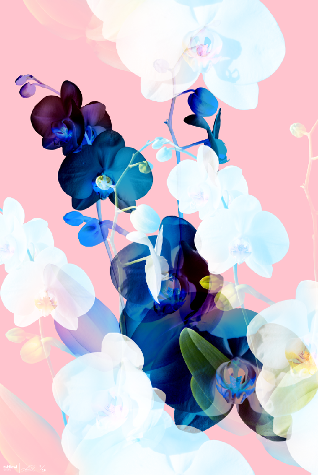 Bouquet II, digital composite, 22" x 30", 44" x 60".